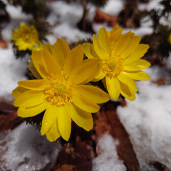 金剛山・二上山・大和葛城山 雪と福寿草🌼 