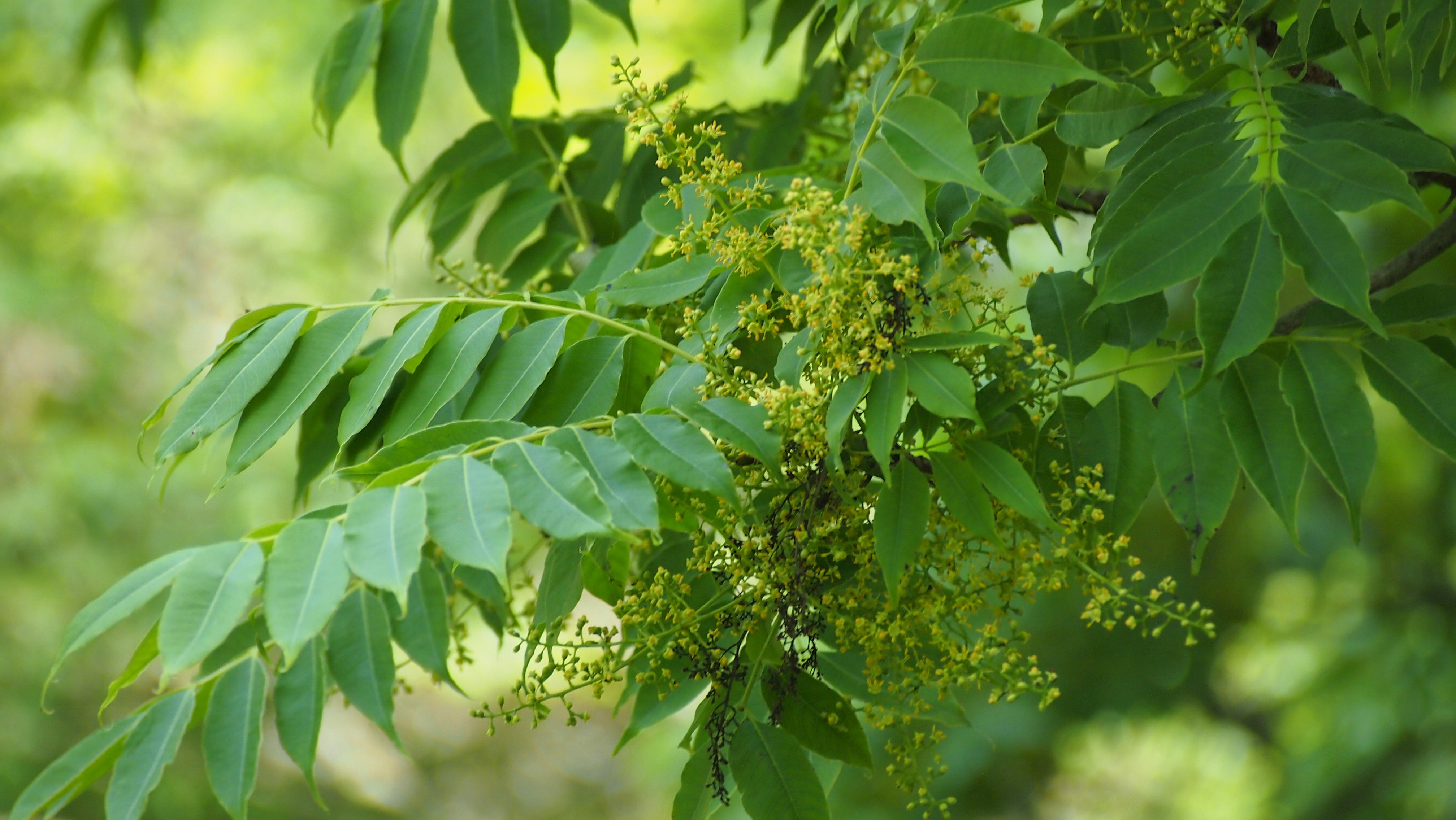 雷山 井原山 19 06 01 野の花ひとみんさんの雷山 井原山の活動日記 Yamap ヤマップ