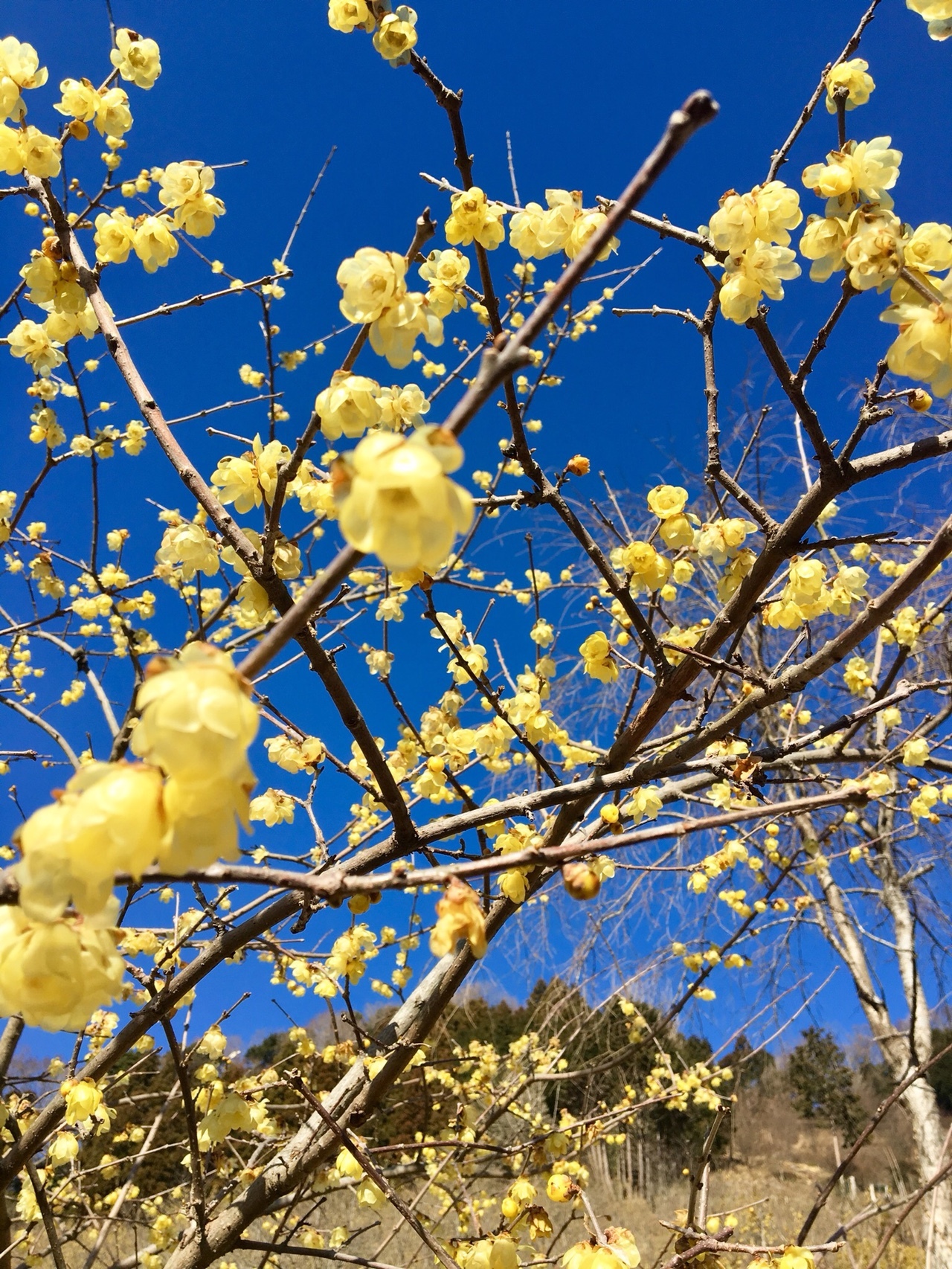 ジダンゴ山ハイキングと蝋梅の花 らなさんの丹沢山の活動データ Yamap ヤマップ