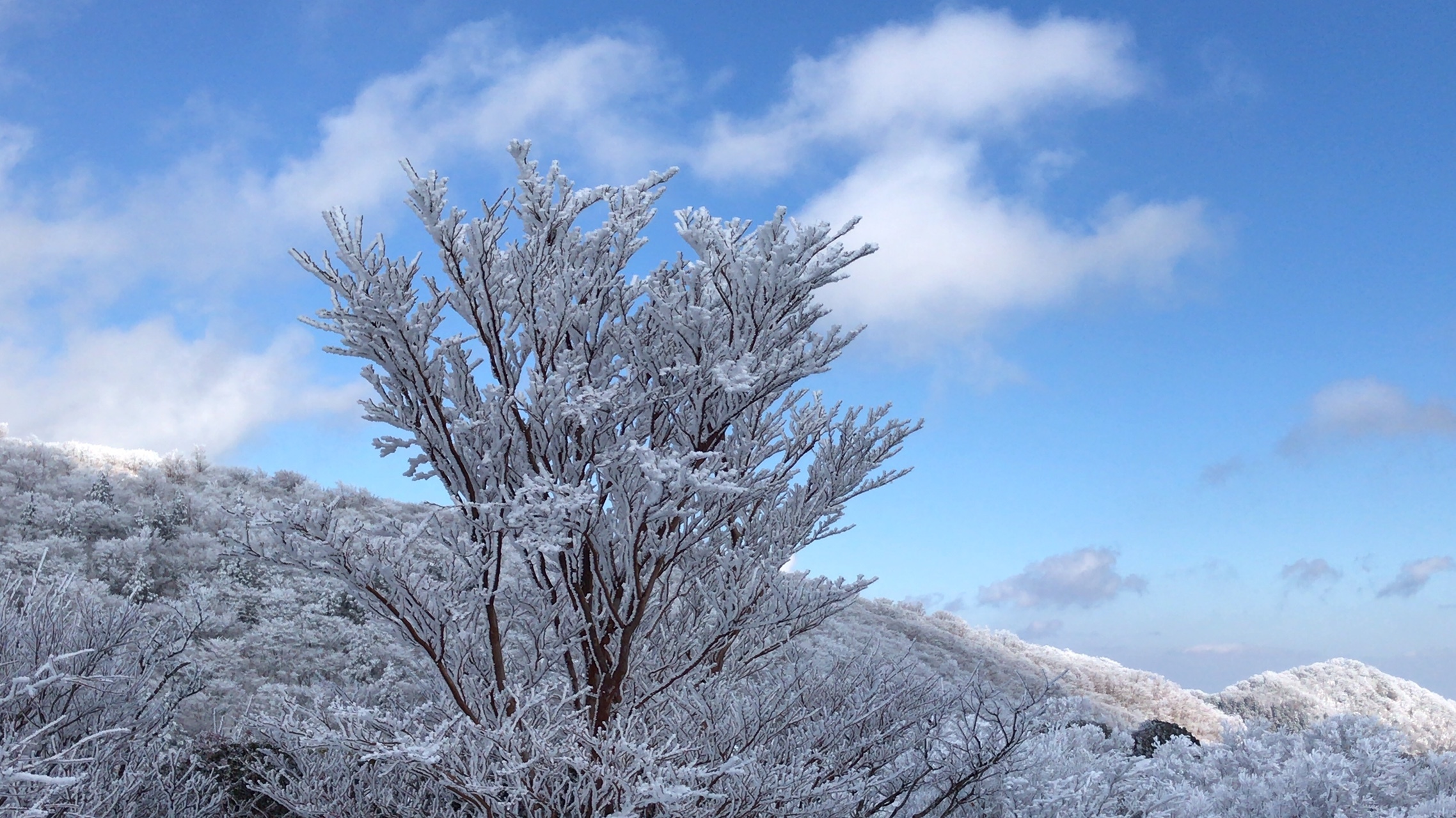 三峰山 ゆりわれコース 霧氷天国 青空のもと よしよし39さんの三峰山 学能堂山の活動データ Yamap ヤマップ