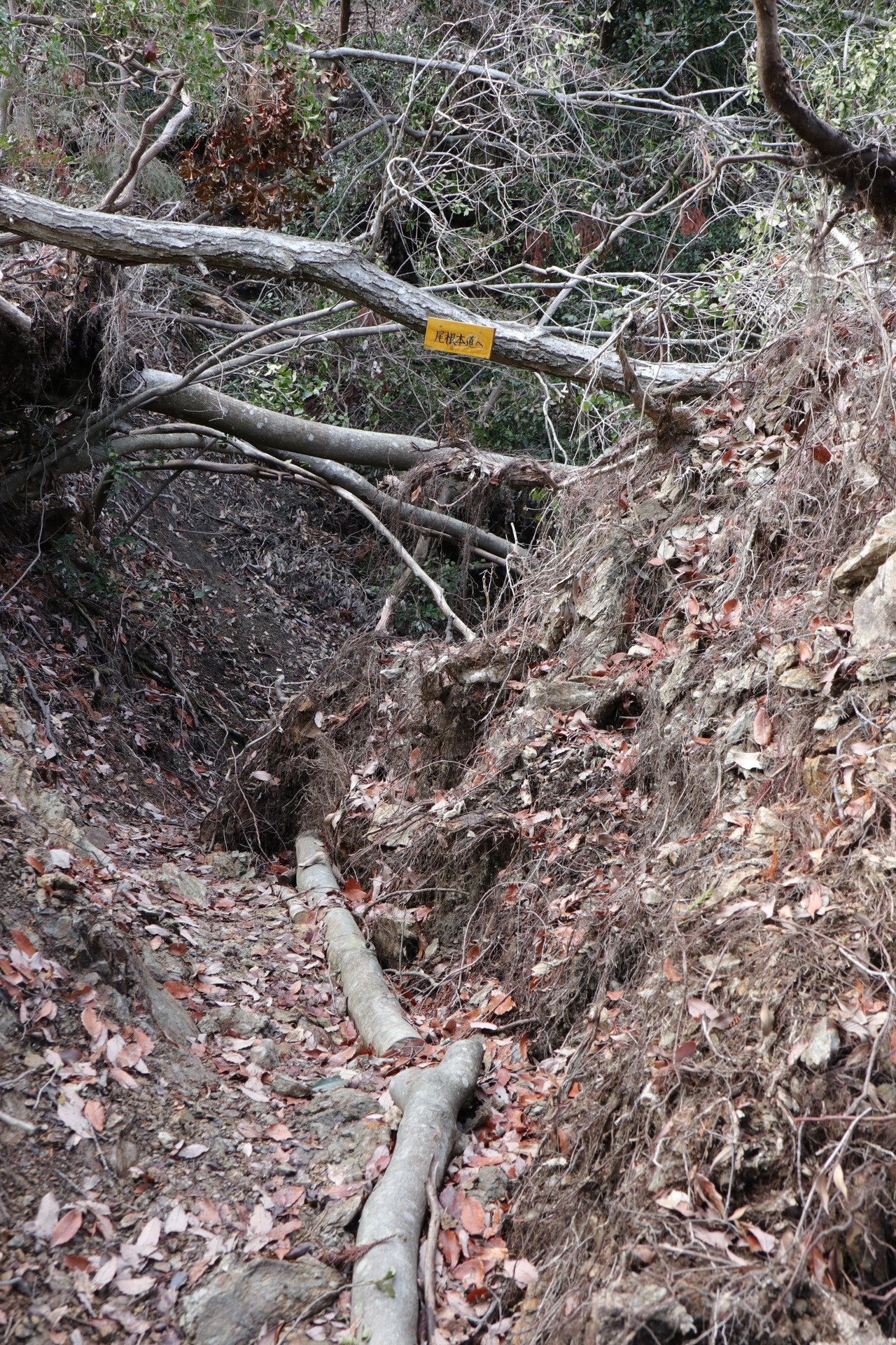 寝てばっかじゃアカンやろと思ってハイキング 京都 松尾山 嵐山 烏ヶ岳 ぬまけんさんの唐櫃越 沓掛山 京都府 みすぎ山の活動日記 Yamap ヤマップ