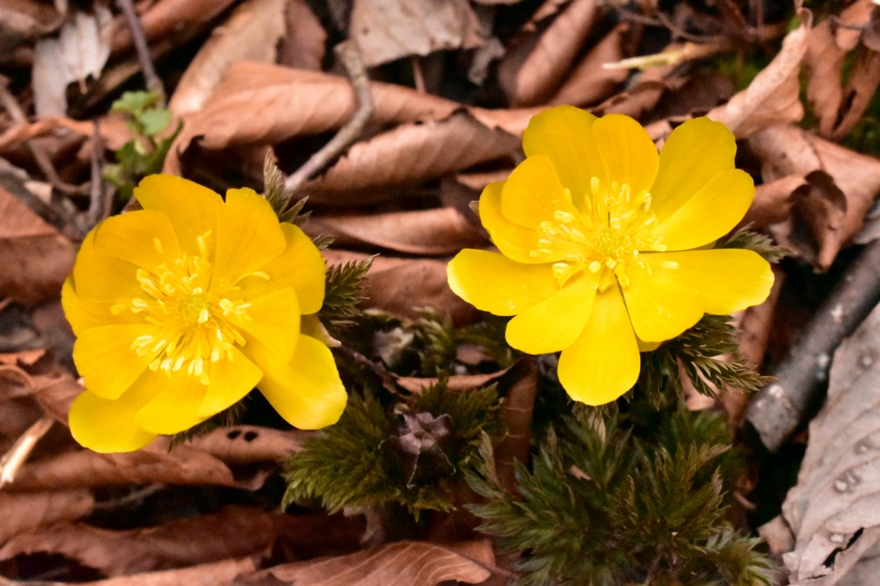 白崩平の福寿草観賞 タミーさんの岩宇土山 白鳥山 銚子笠の活動データ Yamap ヤマップ