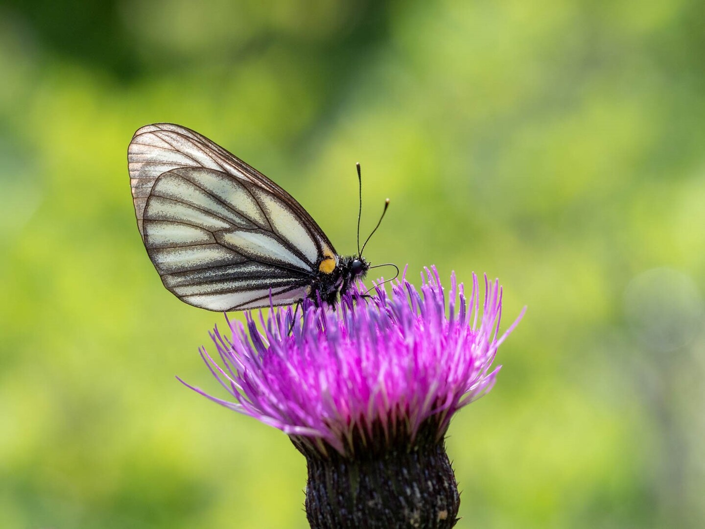憧れの蝶を求めて湯ノ丸山へ よかさんの湯ノ丸山 角間山 鍋蓋山の活動日記 Yamap ヤマップ