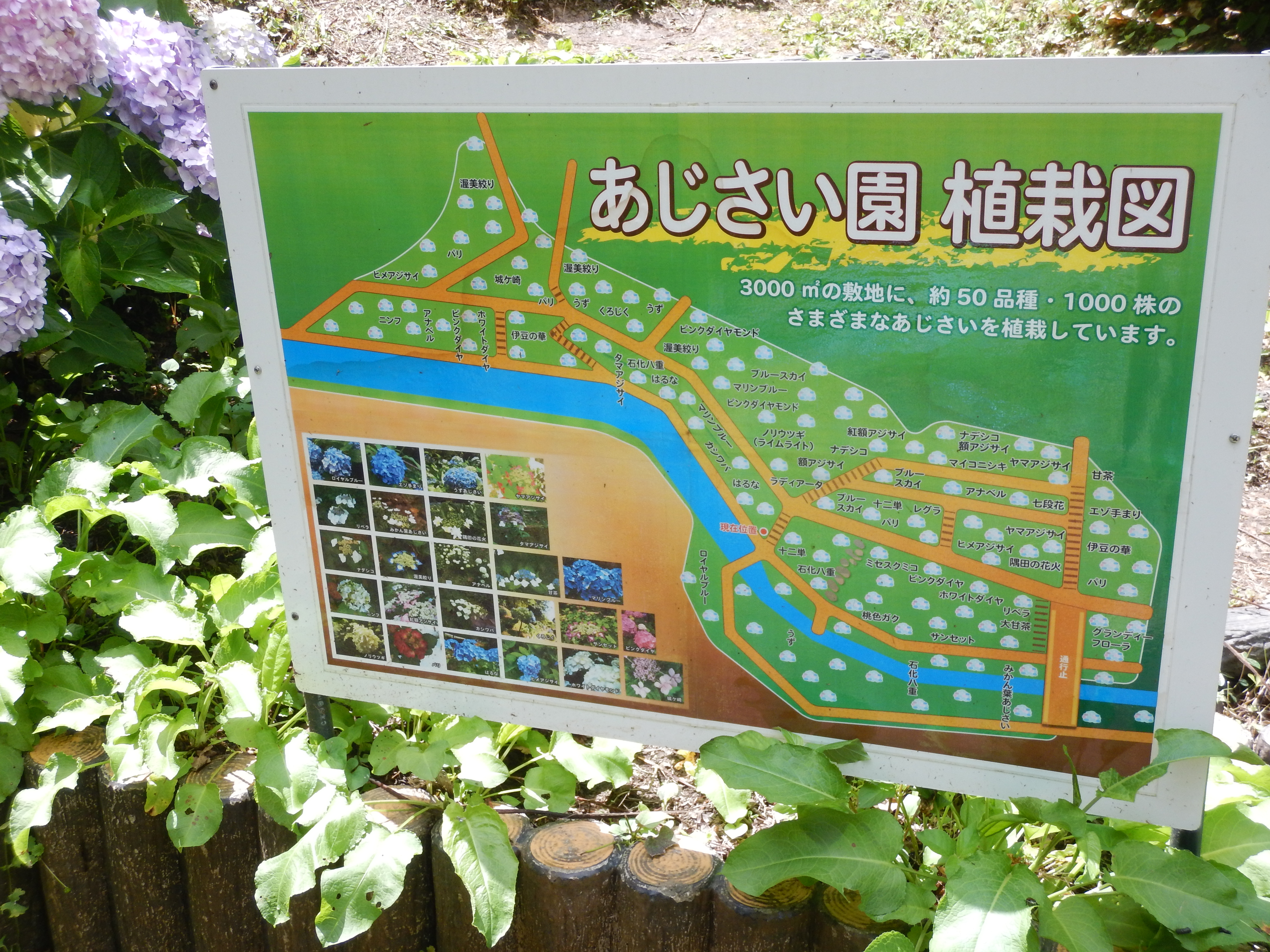 紀の川サイクリングロードを往復し 和歌山県植物公園 緑花センター の満開のアジサイ園を散策 なかむらさんの和歌山市の活動データ Yamap ヤマップ