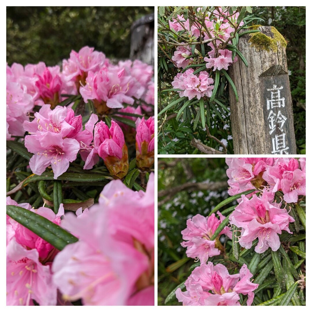 御岩山・高鈴山・神峰山24,5,6 / どんさんの日立アルプストレイル・神峰山（神峯山）の活動データ | YAMAP / ヤマップ