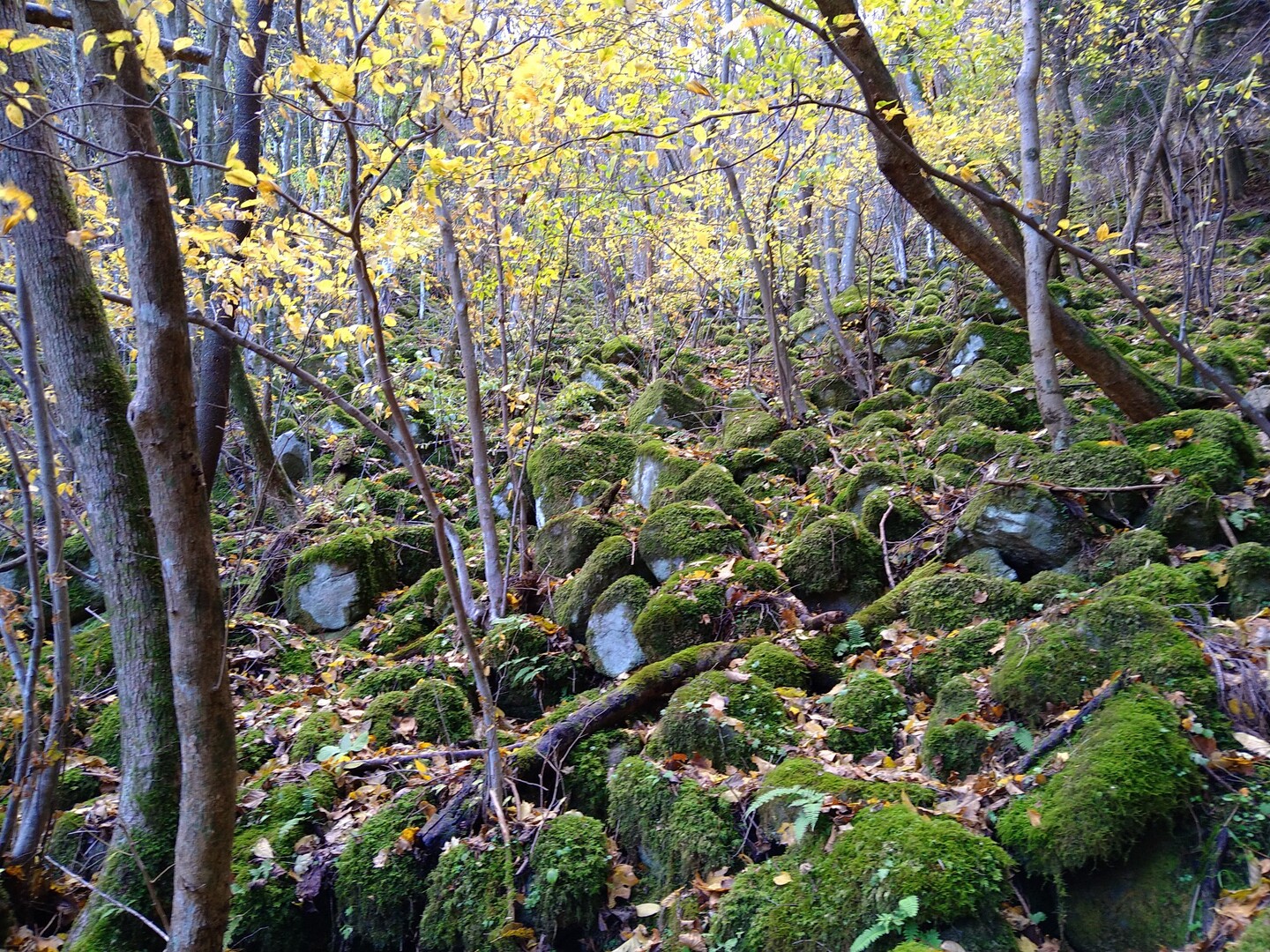 大洞山(雌岳)・大洞山(雄岳)・四ノ峰・三ノ峰・ニノ峰 / かつさんさんの大洞山・尼ヶ岳の活動データ YAMAP / ヤマップ