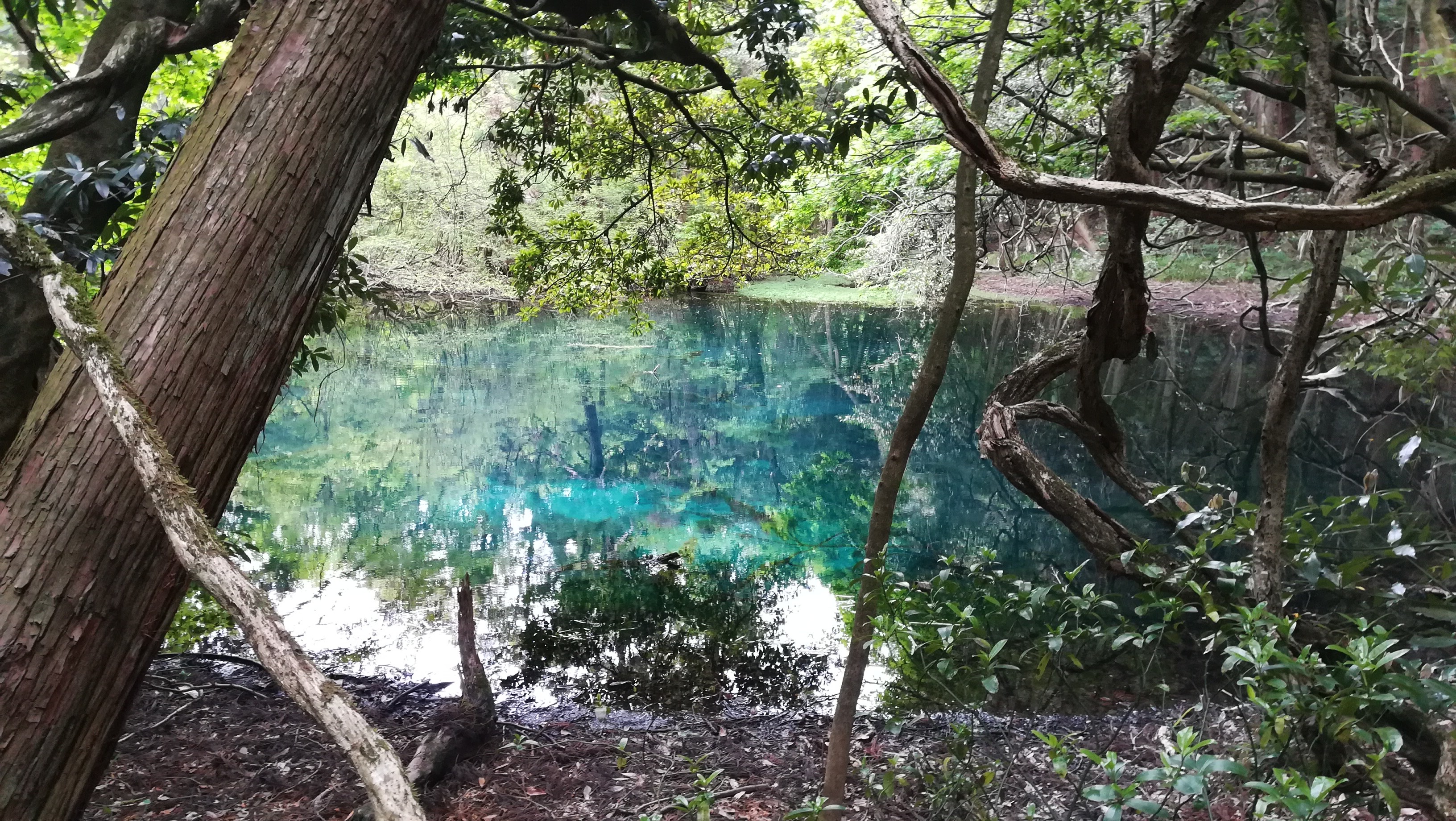 丸池様 05 16 泉40さんの遊佐町の活動データ Yamap ヤマップ