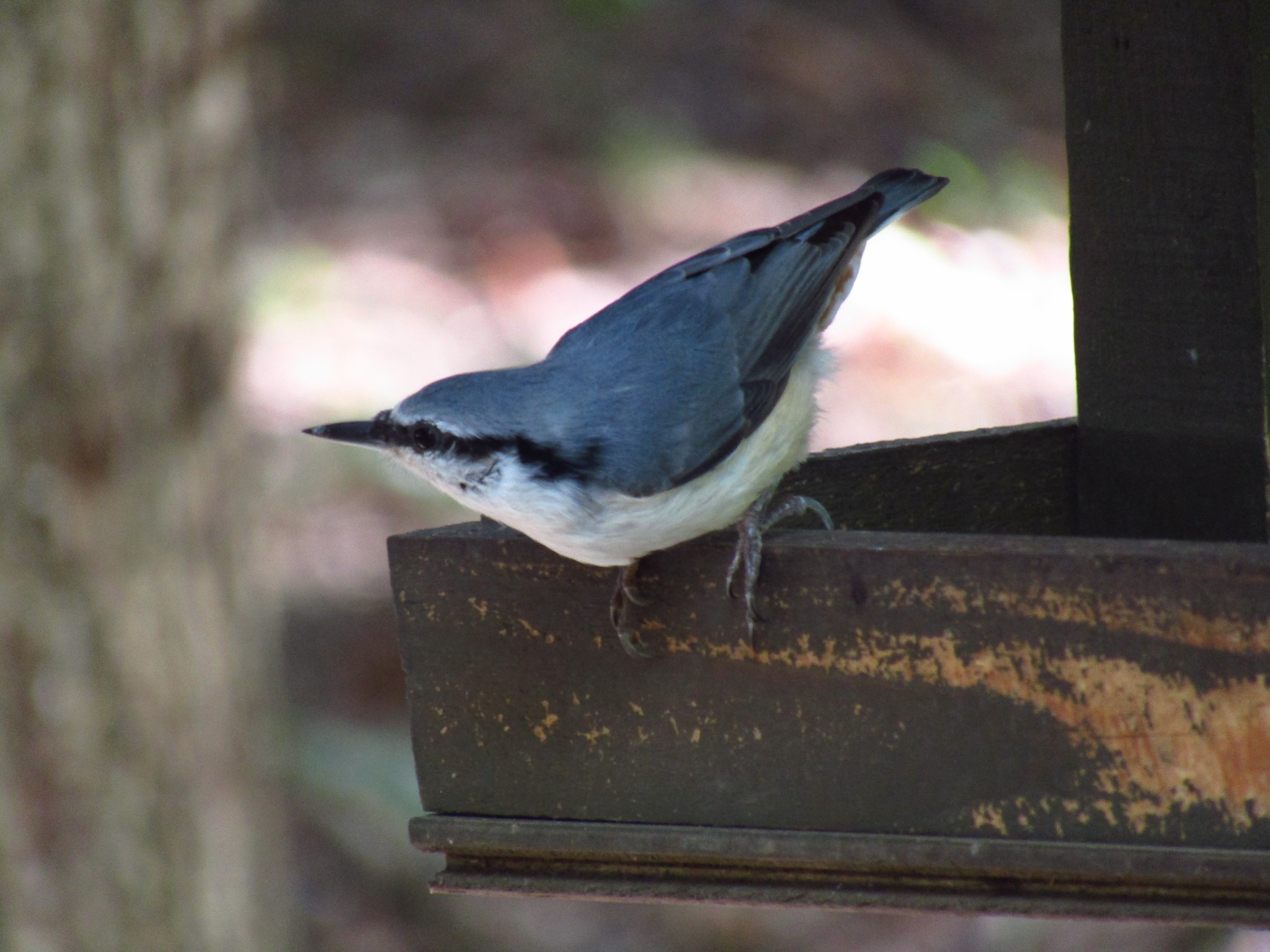 帯廣神社 帯広 宮司様 ご祈祷中 カモネギさんのモーメント Yamap ヤマップ