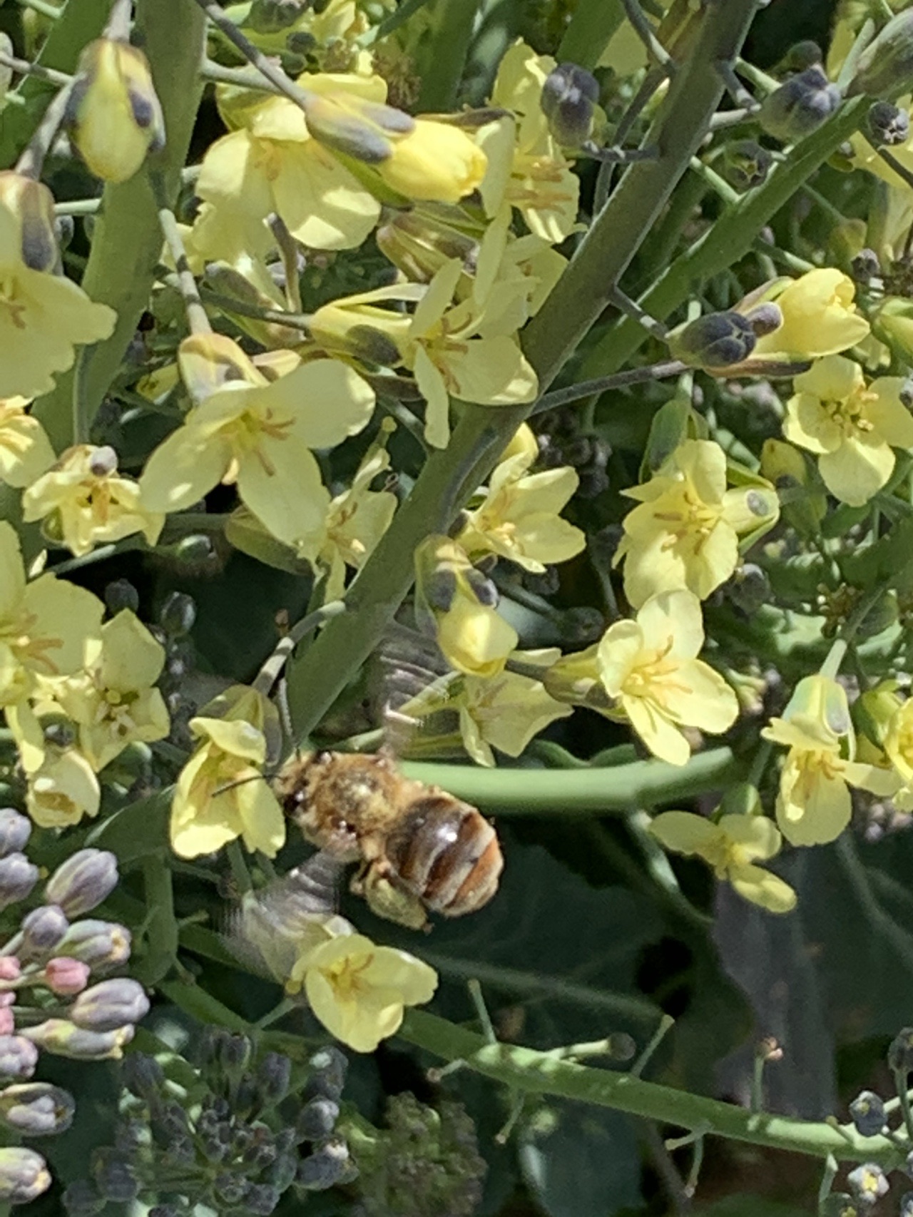 ちょこっと花散策 とっこさんの四王寺山 大城山 大原山の活動日記 Yamap ヤマップ