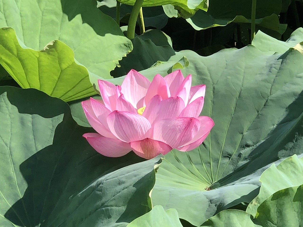 上野公園 不忍池 ハスが満開です 暑いで いけちゃんさんのモーメント Yamap ヤマップ