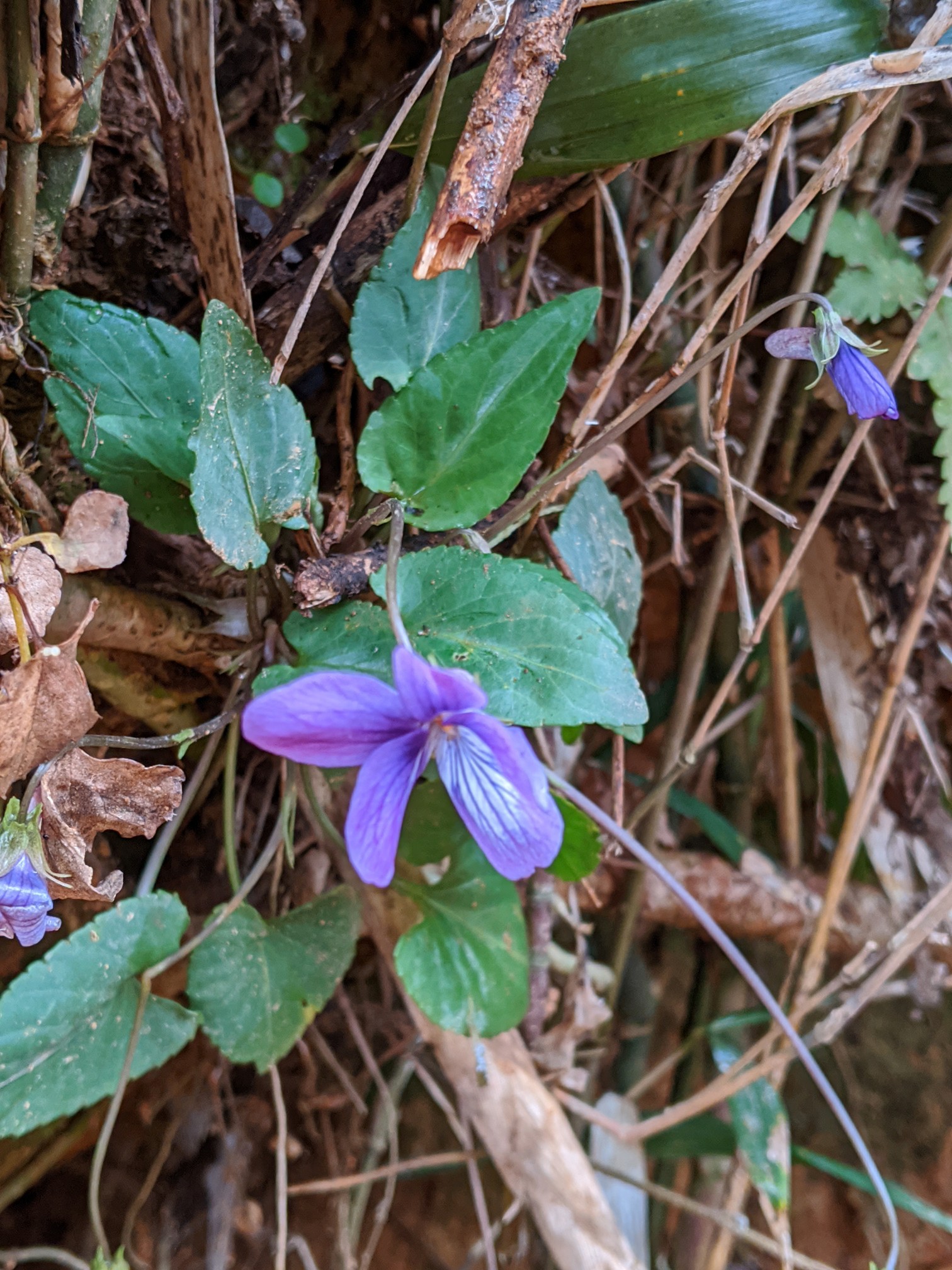 つばきロード 遠見山 地島 03 01 Gyuさんの湯川山 城山 孔大寺山の活動日記 Yamap ヤマップ