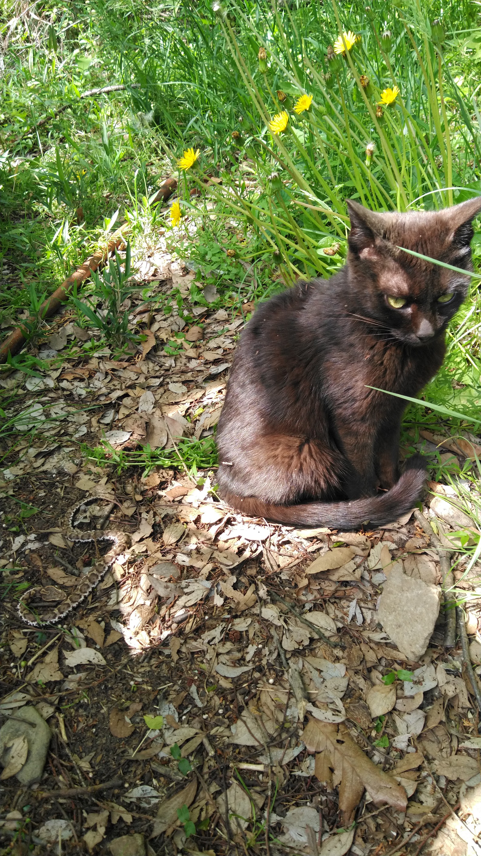 黒猫vsマムシ 飯野山ハイキング 山頂決戦 たなぴいさんの飯野山 讃岐富士 の活動データ Yamap ヤマップ