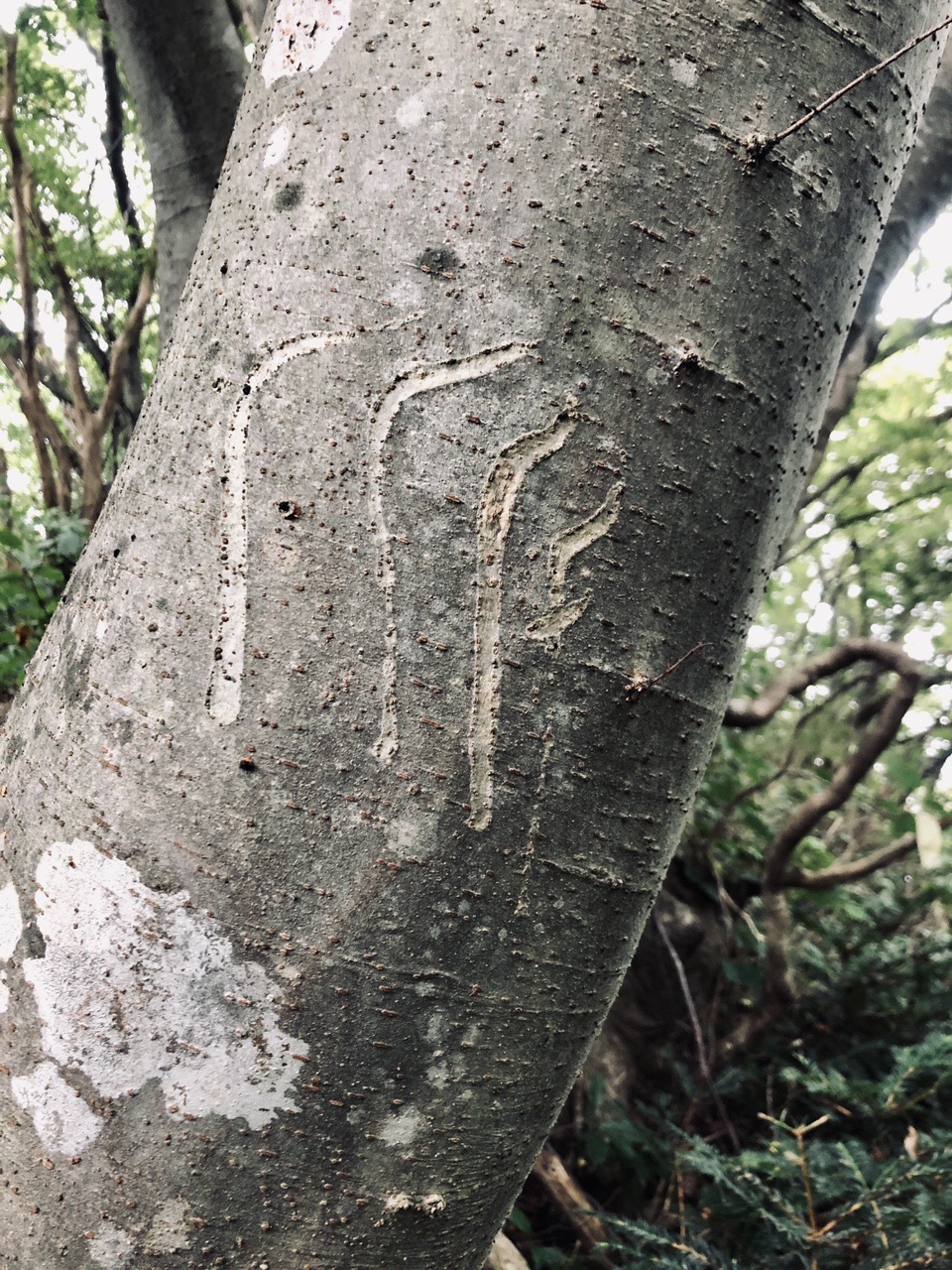 不動堂山 新潟100名山 に爪痕を残す いやコレは熊w かつみさんの菅名岳 大蔵山 鳴沢峰の活動日記 Yamap ヤマップ