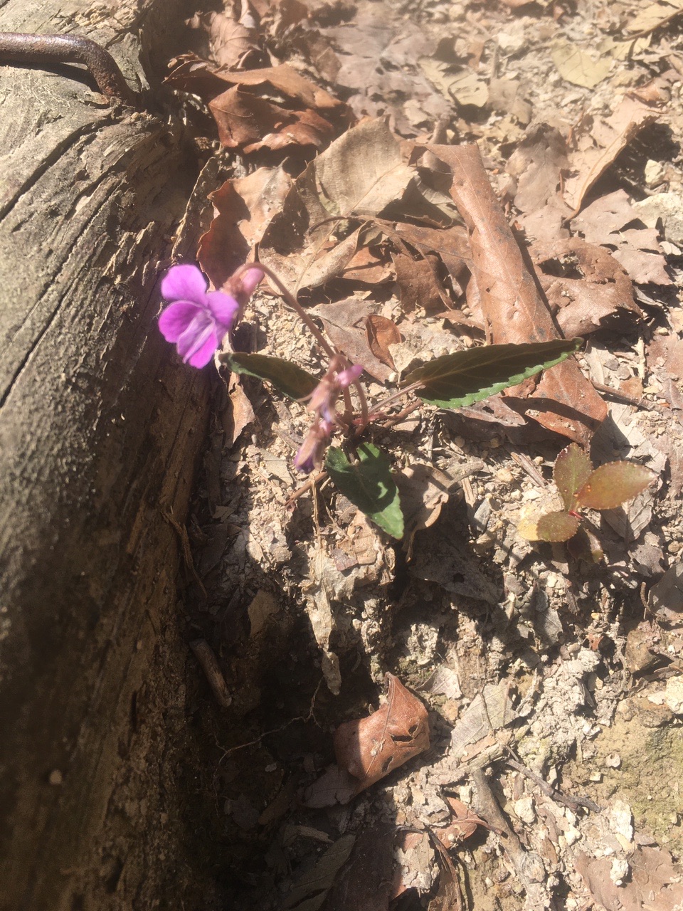 また足挫いてoh No アルプス 小野アルプス縦走 ゆうすさんの高御位山 播磨アルプスの活動データ Yamap ヤマップ