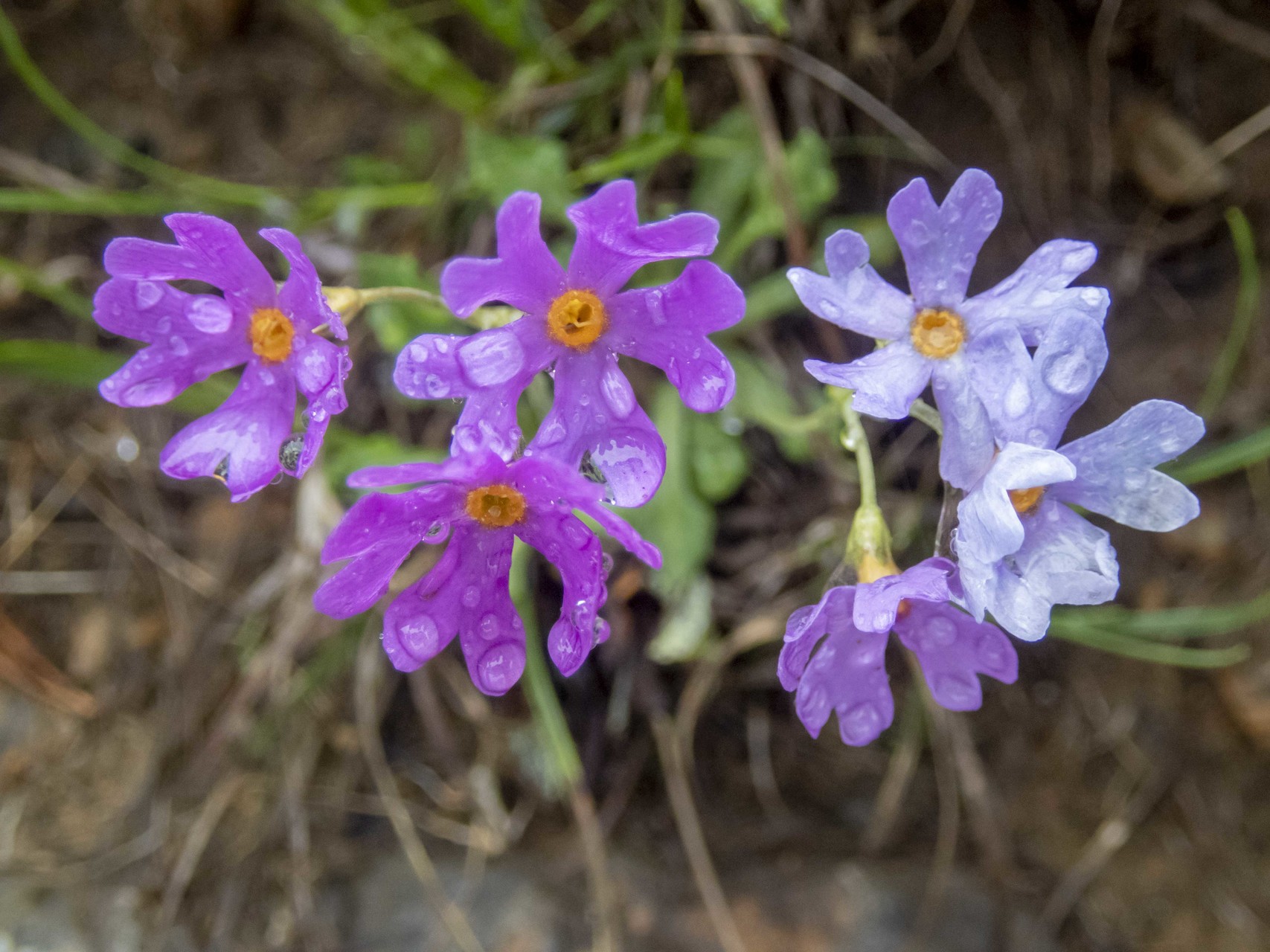 花の名山 アポイ岳 山學舎 さんがくしゃ さんのアポイ岳の活動データ Yamap ヤマップ