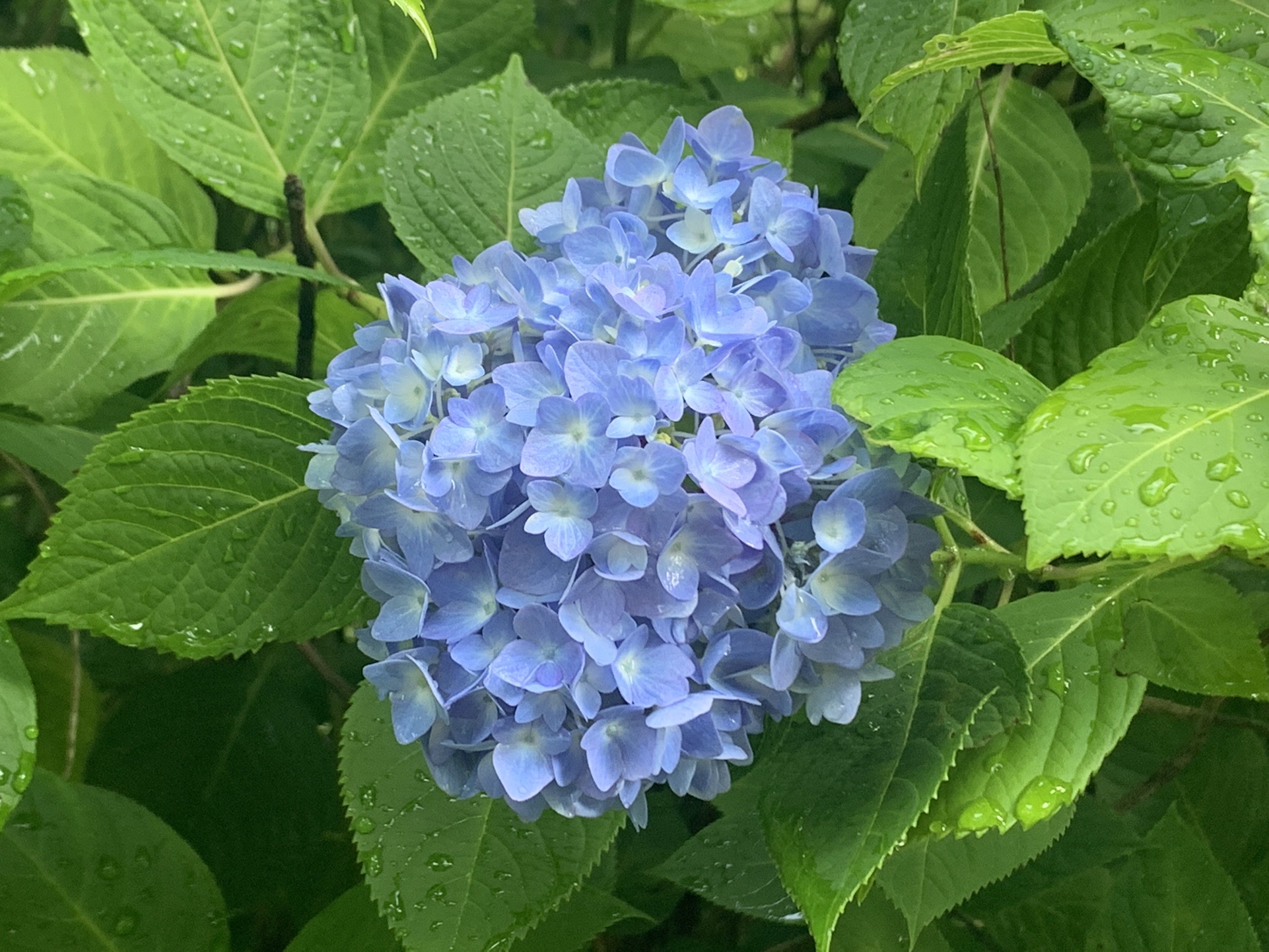 ぬかた園地 あじさい園 生駒山 Takeさんの生駒山 神津嶽 大原山の活動データ Yamap ヤマップ