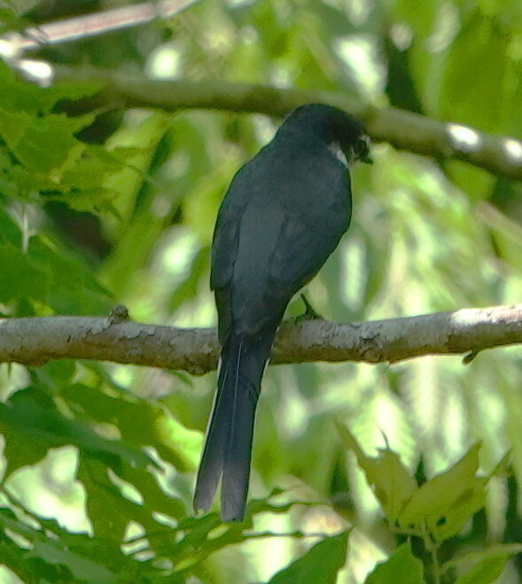 宮ケ瀬湖で初物の野鳥 サンショウクイみたい アキチャン1491さんの大山の活動日記 Yamap ヤマップ