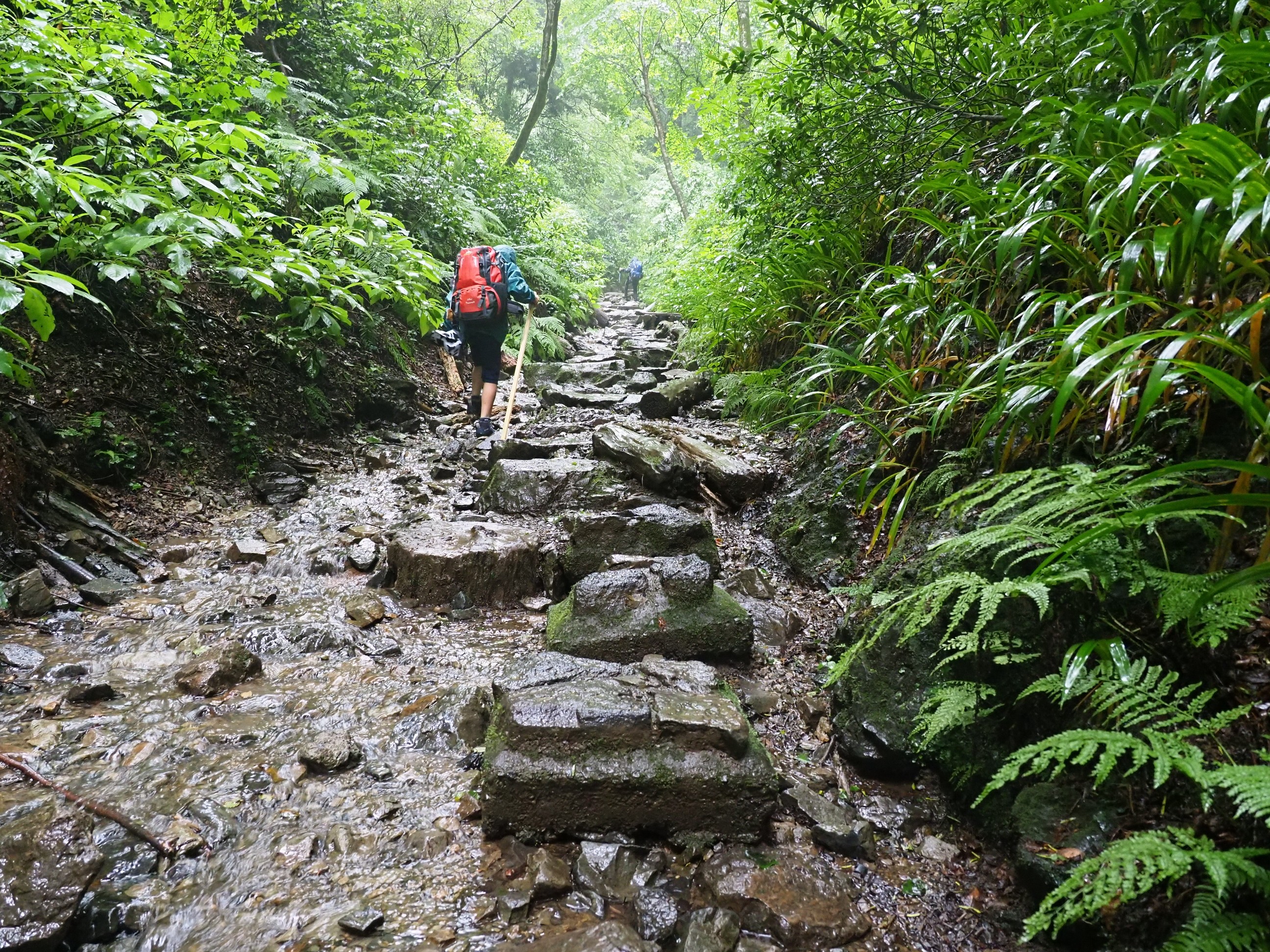 雨の中の登山 高尾山自然研究六号路にて みんとすさんの高尾山 陣馬山 景信山の活動データ Yamap ヤマップ