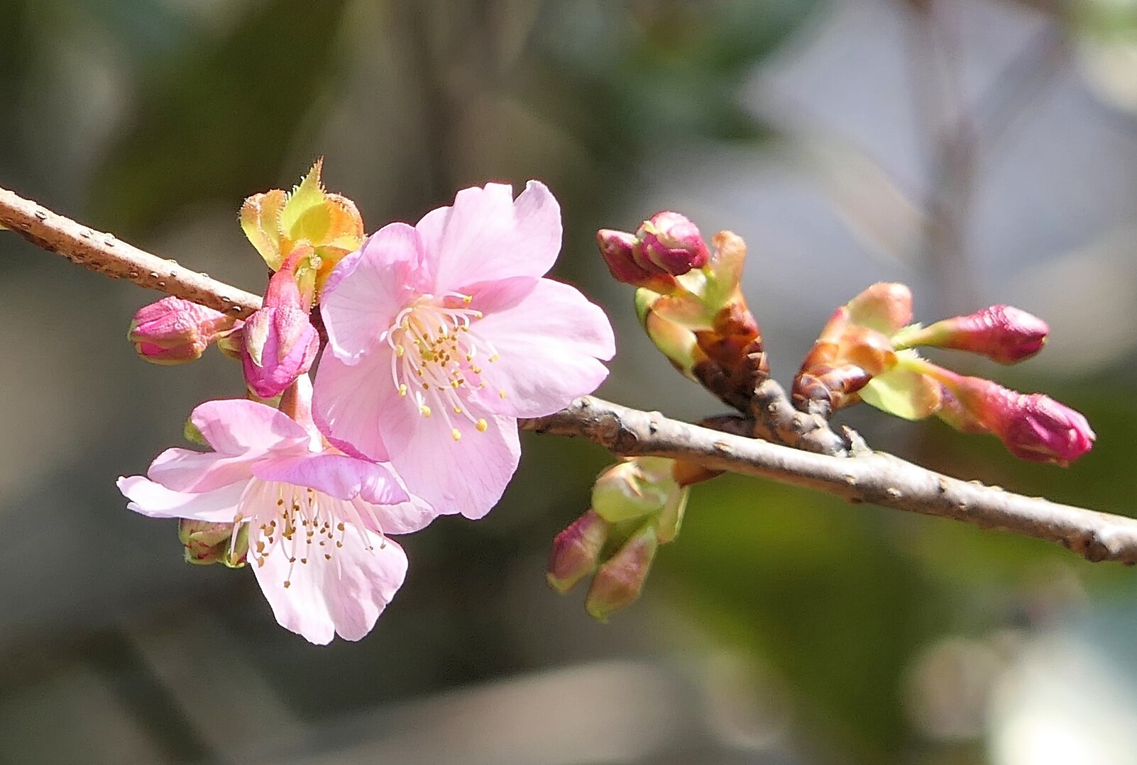 ぺんぺん草の桜の花