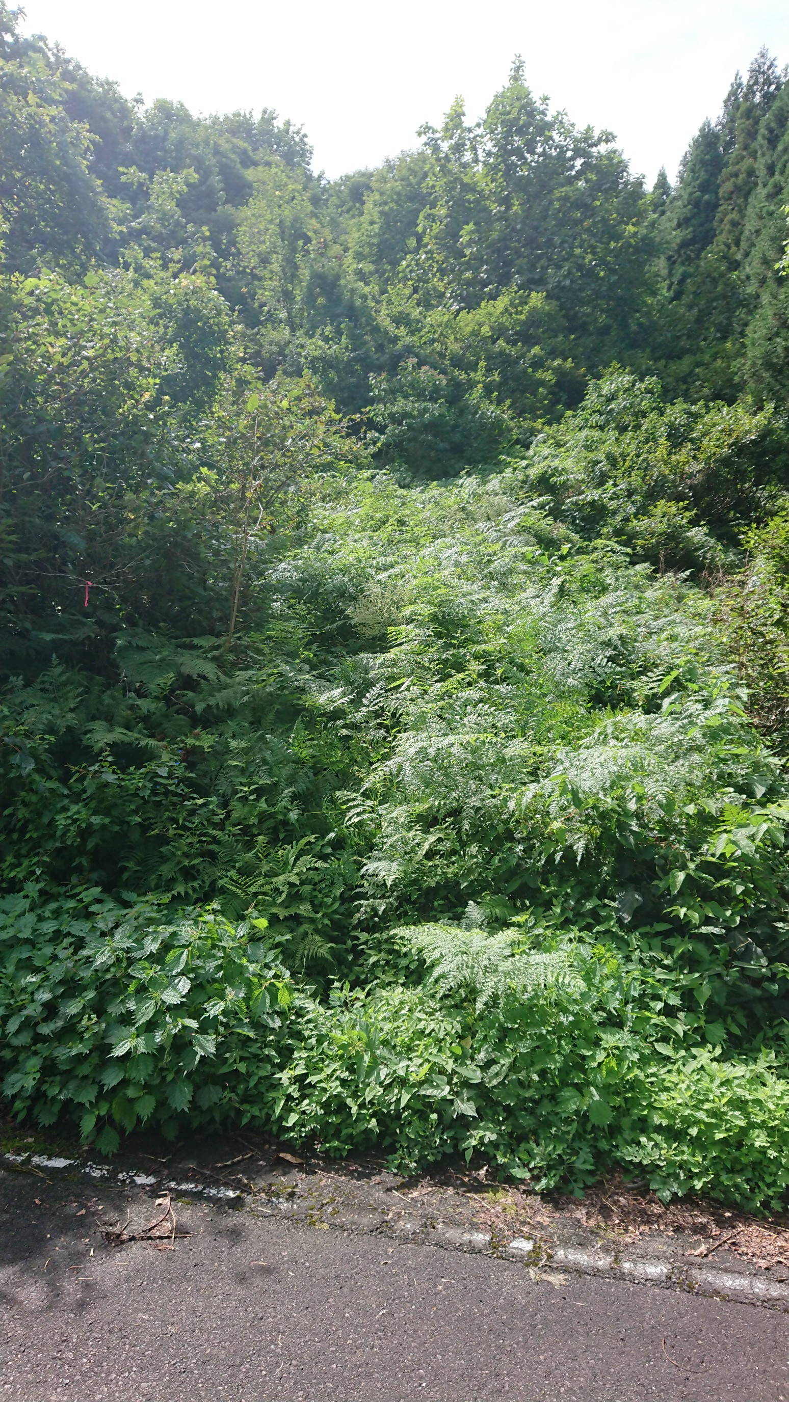 木六山・銀次郎山 Before