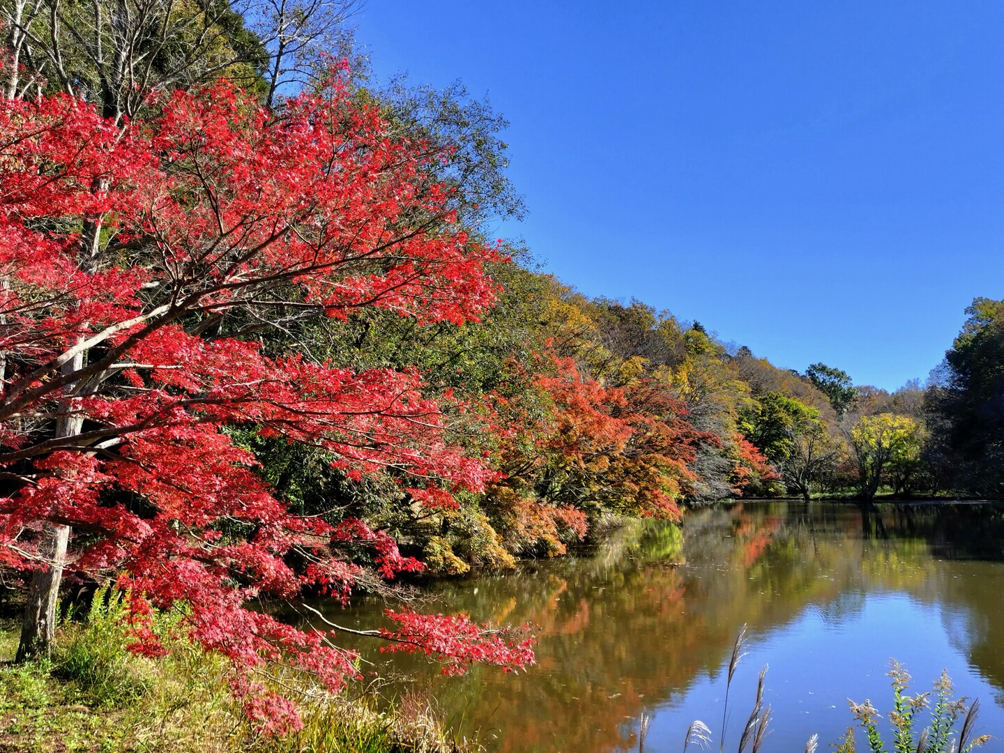 泉自然公園の紅葉は見頃を迎えていたよ / ごろぞーさんのウォーキングの活動データ YAMAP / ヤマップ