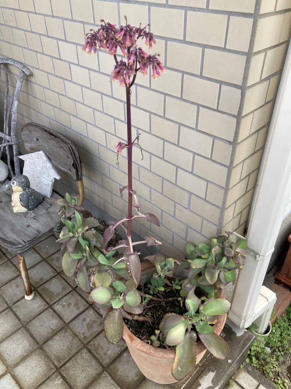 マザーリーフ 長年 育てていますが 初め はるぞさんのモーメント Yamap ヤマップ