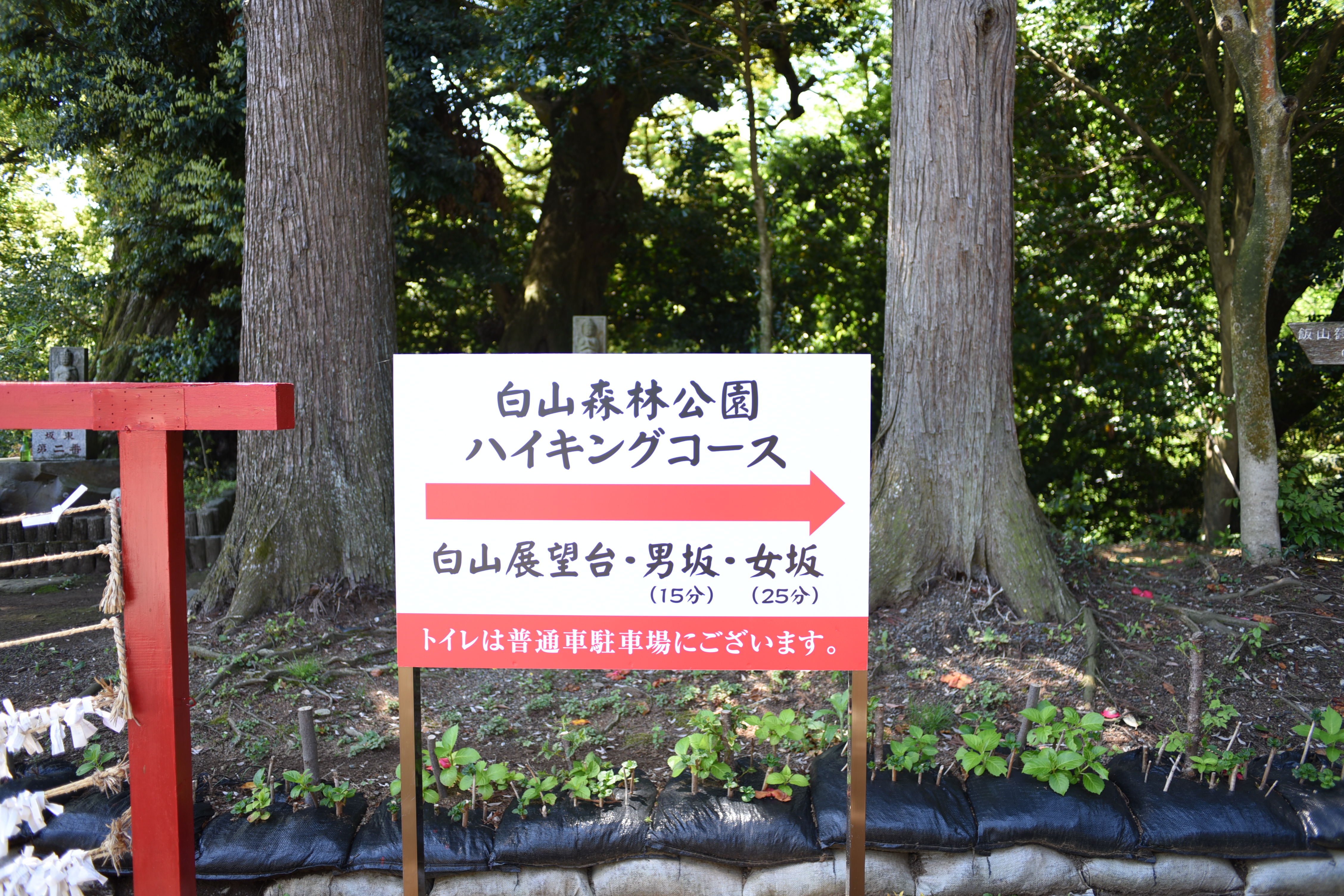 飯山白山森林公園 05 08 イチカワさんの丹沢山の活動データ Yamap ヤマップ