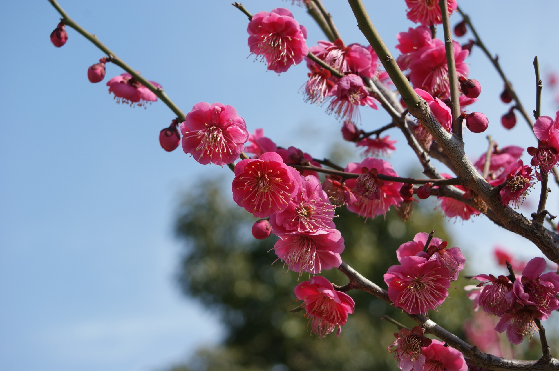 19 02 24 攝津岡本梅まつり 散歩 神戸の亀さんの六甲山 長峰山 摩耶山の活動データ Yamap ヤマップ