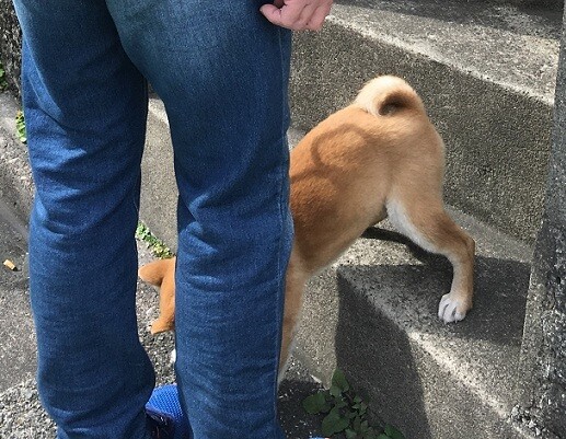 仔犬 初の峠超え 広尾から目黒川 ワンコ 伝説の柴犬トレーナーと会う 柴犬 7 5kgさんの東京都23区 中央エリアの活動日記 Yamap ヤマップ