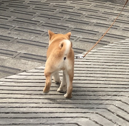 仔犬 初の峠超え 広尾から目黒川 ワンコ 伝説の柴犬トレーナーと会う 柴犬 7 5kgさんの東京都23区 中央エリアの活動日記 Yamap ヤマップ