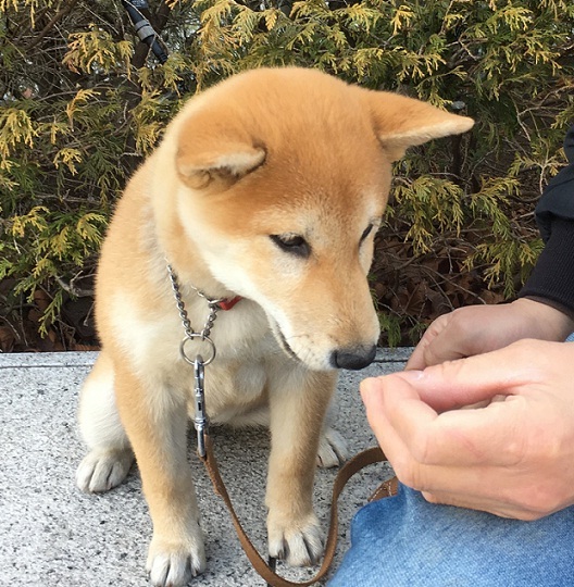 仔犬 初の峠超え 広尾から目黒川 ワンコ 伝説の柴犬トレーナーと会う 柴犬 7 5kgさんの東京都23区 中央エリアの活動日記 Yamap ヤマップ