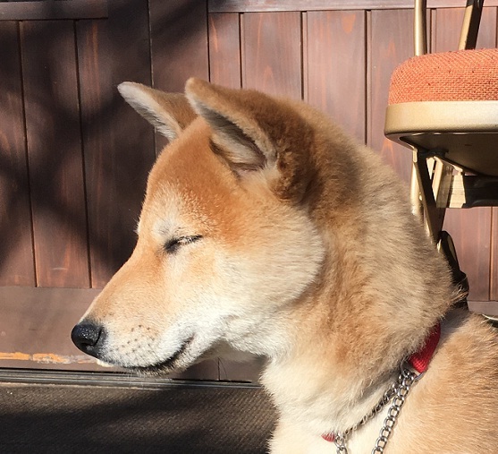 仔犬 初の峠超え 広尾から目黒川 ワンコ 伝説の柴犬トレーナーと会う しばぞ さんの東京都23区 中央エリアの活動日記 Yamap ヤマップ