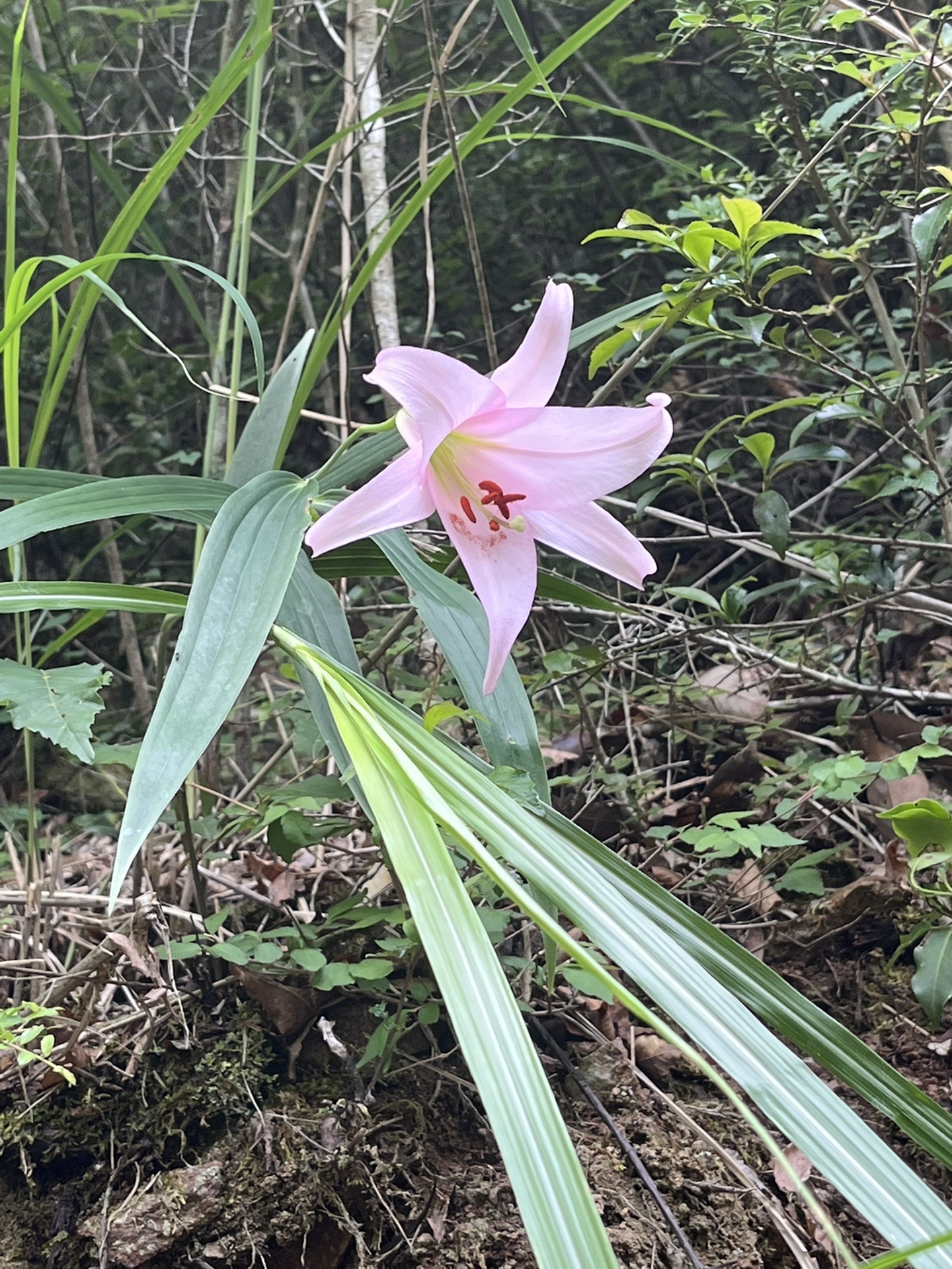 宝塚西谷の森公園で笹百合を求めて里山登山 中山 大峰山 22 06 07 えみたんさんの中山 大峰山の活動データ Yamap ヤマップ