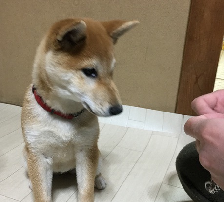 基本訓練開始 柴犬 仔犬 トレッキングドッグ育成中 しばぞ さんの東京都23区 東エリアの活動日記 Yamap ヤマップ