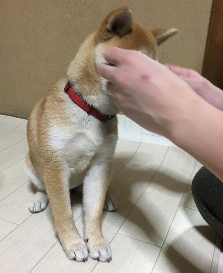 基本訓練開始 柴犬 仔犬 トレッキングドッグ育成中 しばぞ さんの東京都23区 東エリアの活動日記 Yamap ヤマップ