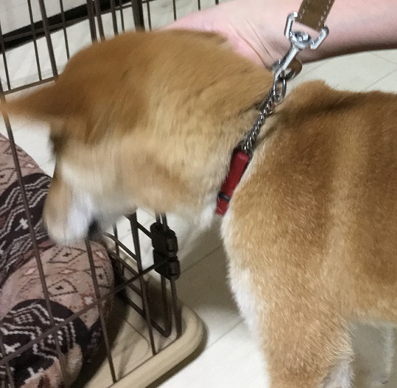 基本訓練開始 柴犬 仔犬 トレッキングドッグ育成中 柴犬 7 5kgさんの東京都23区 東エリアの活動日記 Yamap ヤマップ