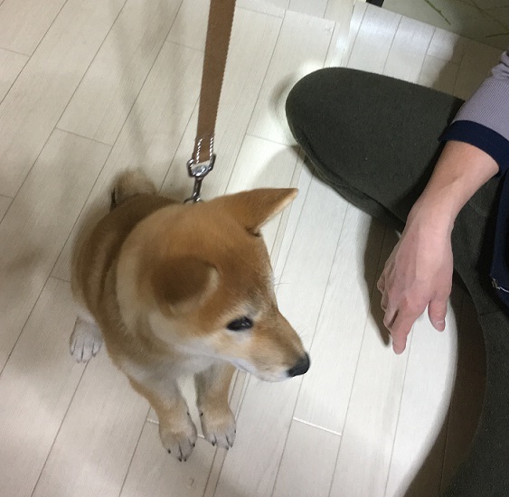 基本訓練開始 柴犬 仔犬 トレッキングドッグ育成中 しばぞ さんの東京都23区 東エリアの活動日記 Yamap ヤマップ