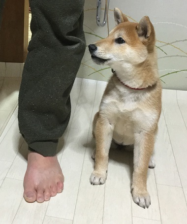 基本訓練開始 柴犬 仔犬 トレッキングドッグ育成中 しばぞ さんの東京都23区 東エリアの活動日記 Yamap ヤマップ