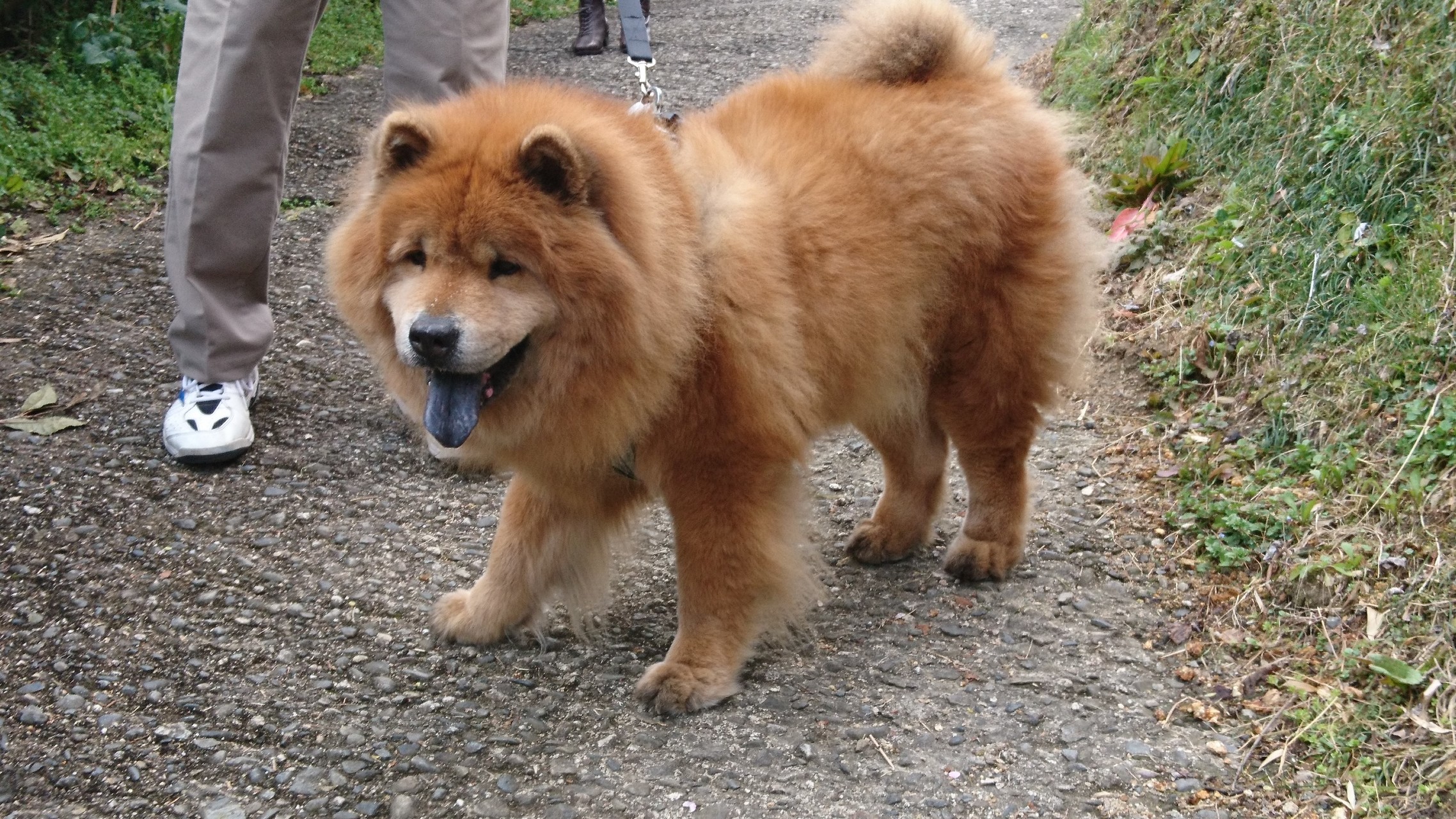 名勝 月ヶ瀬梅渓 ツァーでヘロヘロ になったで R 富士さんの奈良市 東エリア の活動日記 Yamap ヤマップ