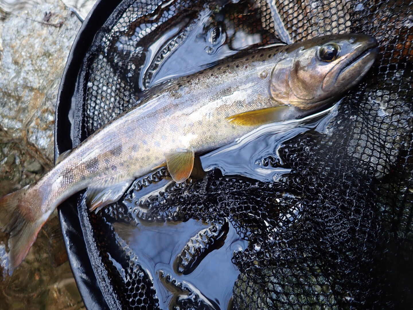 軟弱な源流釣行 四国の渓流釣りさんの笹ヶ峰 寒風山 平家平の活動日記 Yamap ヤマップ