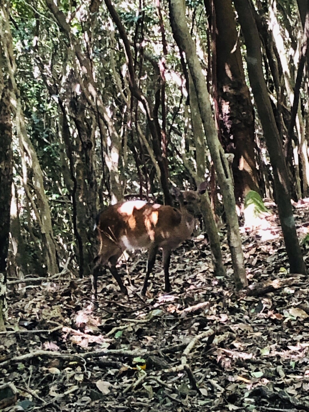 淡路島は野生動物の宝庫 諭鶴羽山 まーちゃんさんの淡路島の活動日記 Yamap ヤマップ