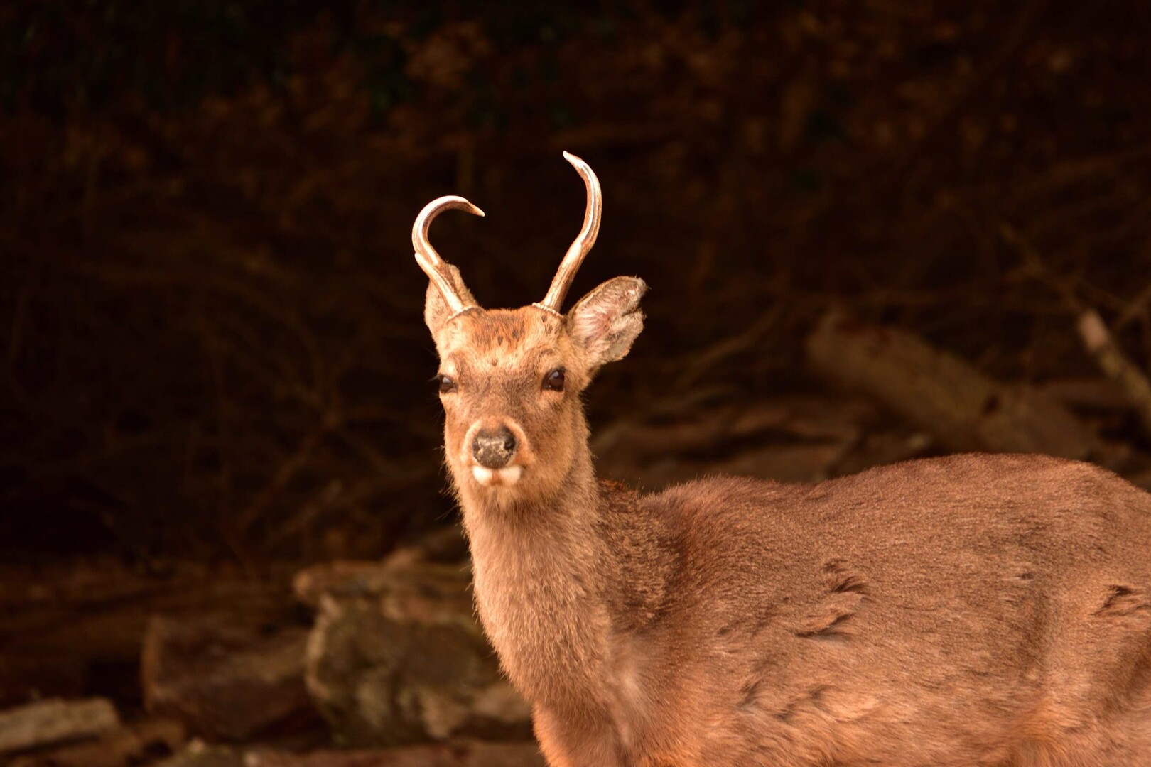 宮島 七浦巡り ３４キロの旅 まさきさんの宮島 厳島 弥山の活動日記 Yamap ヤマップ