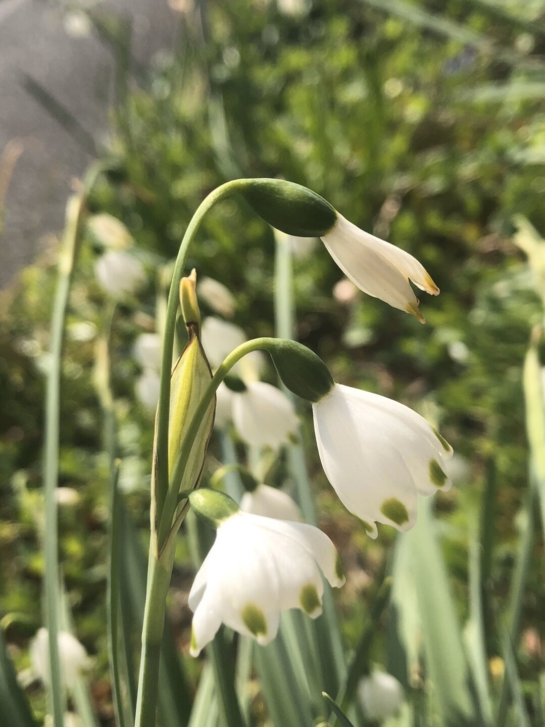 ポンポン山系花綴り 4月 それでも花は微笑み こころの瞳に潤いを やまたいらさんのポンポン山 釈迦岳 小塩山 若山の活動日記 Yamap ヤマップ