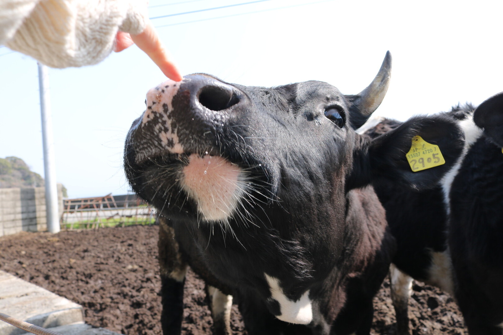 船に乗って興居島へ アサギマダラさんの興居島の活動日記 Yamap ヤマップ
