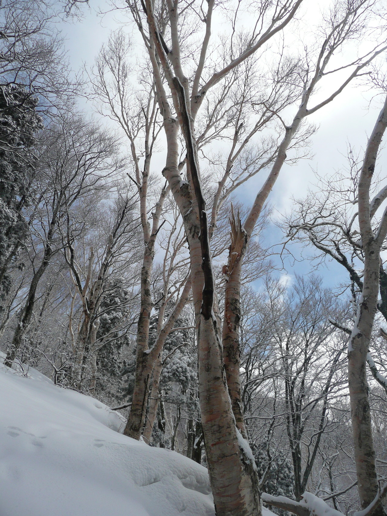 残雪の大辻山 立山の展望地 たかさんの大辻山 高峰山 来拝山の活動日記 Yamap ヤマップ