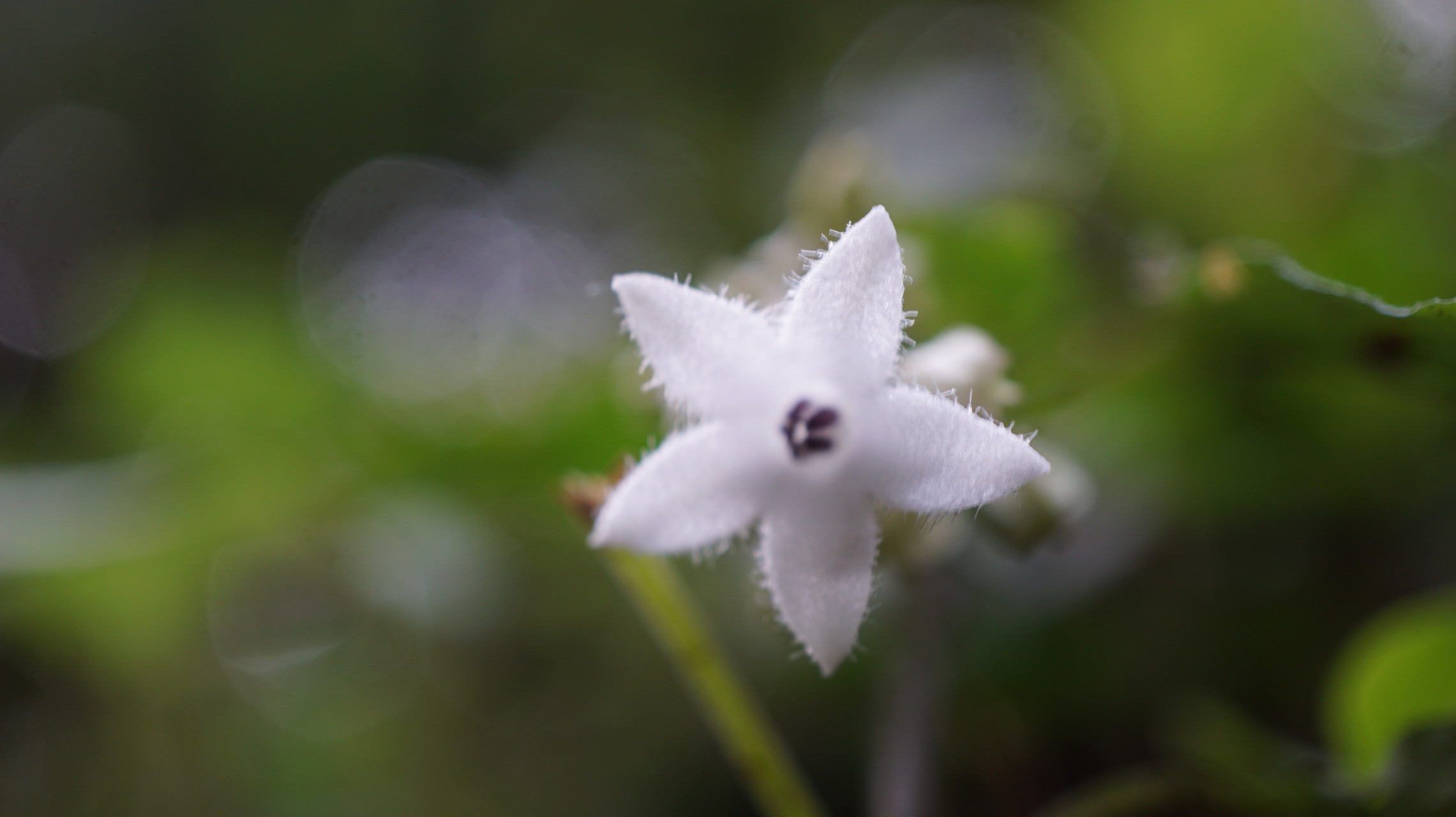 キクバオウレンに会いたくて 飛べない雀さんの久留米市の活動日記 Yamap ヤマップ