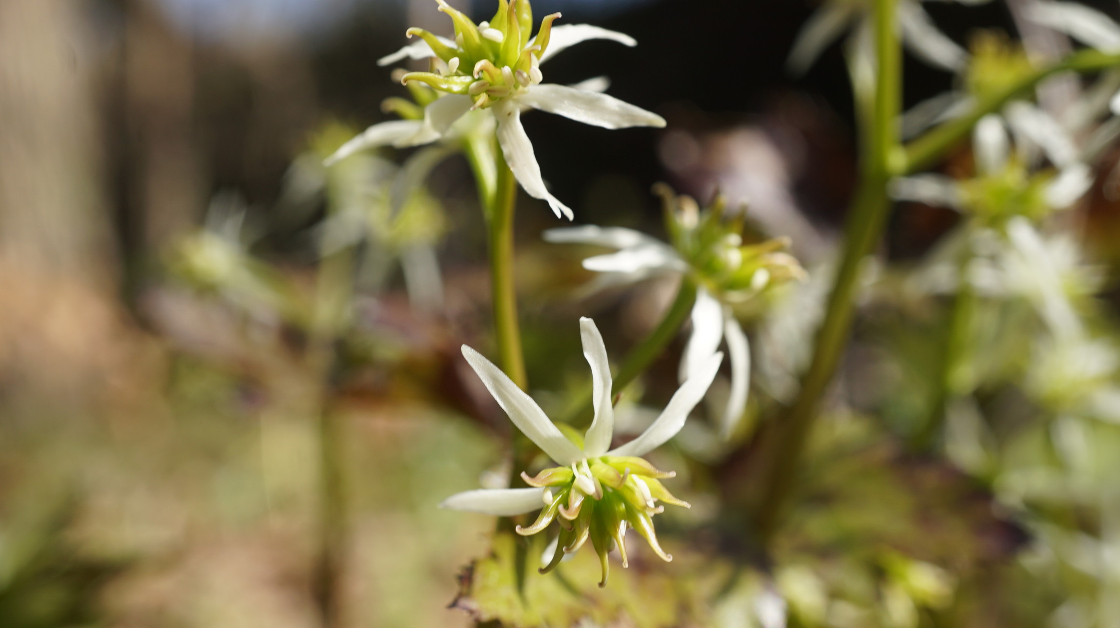 キクバオウレンに会いたくて 飛べない雀さんの久留米市 鳥栖市の活動日記 Yamap ヤマップ