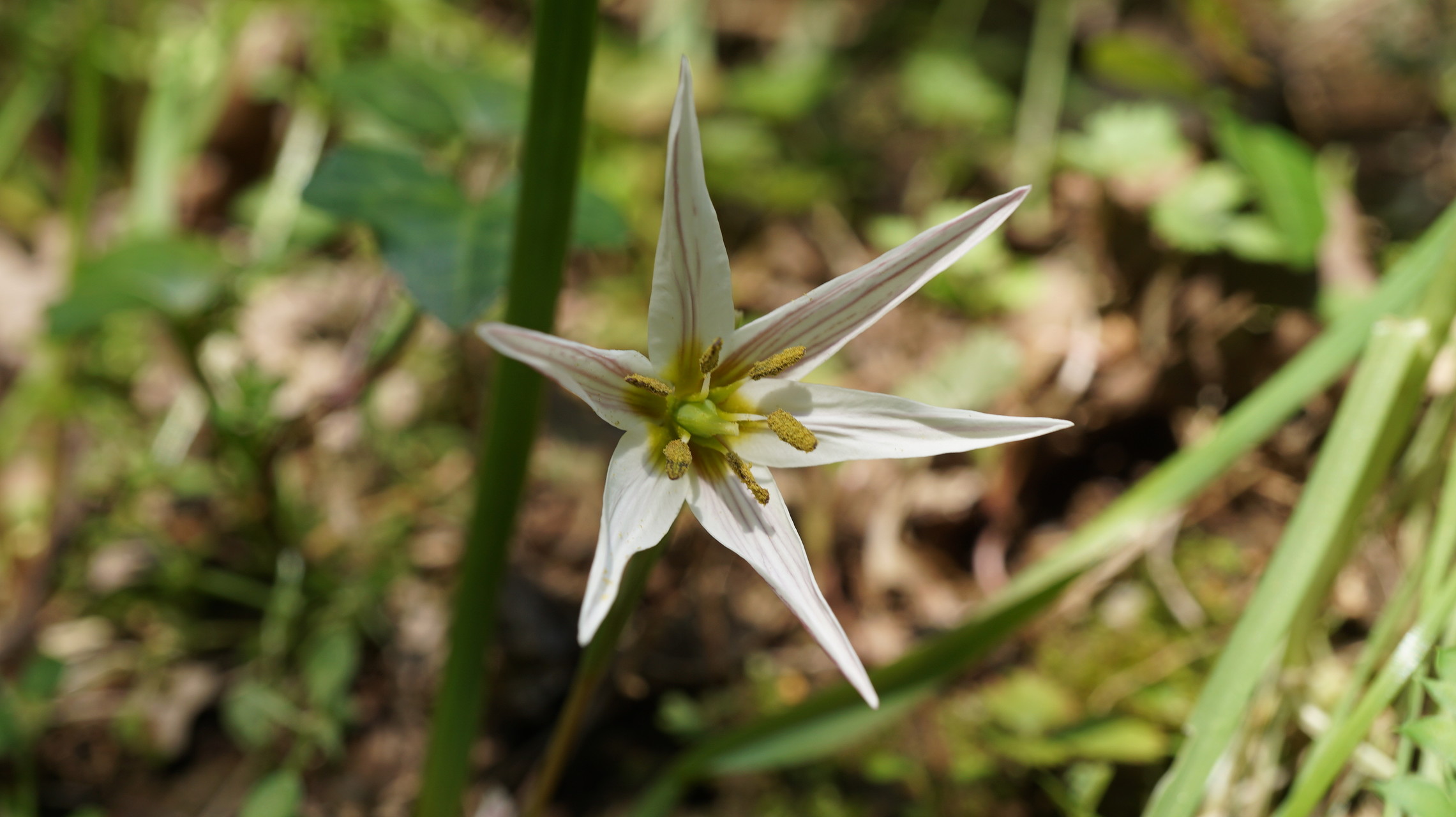 キクバオウレンに会いたくて 飛べない雀さんの久留米市 鳥栖市の活動日記 Yamap ヤマップ