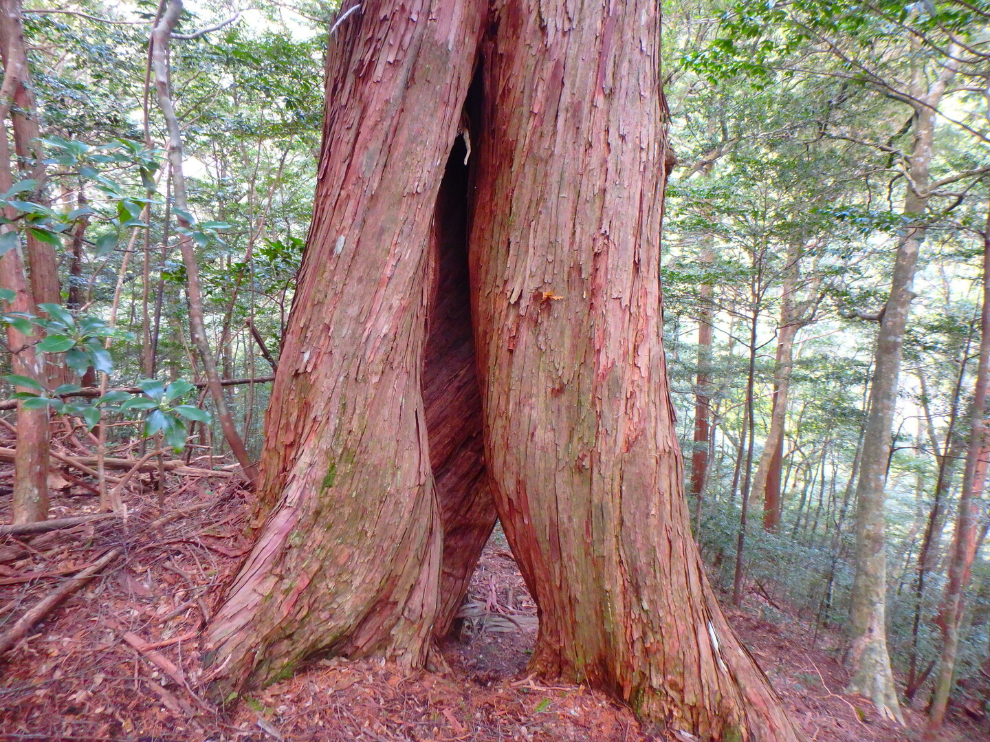 巨木も多い 堂ガ森 不動山 すずのすけさんの四万十川 その3の活動日記 Yamap ヤマップ