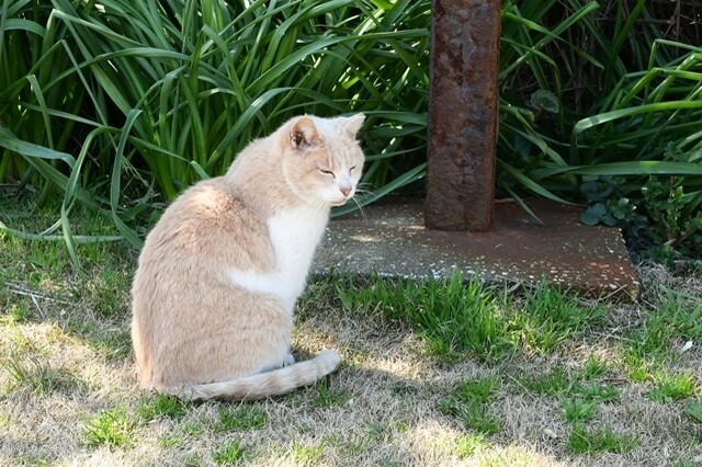 城ヶ島 三浦アルプスを少々 三浦市の写真16枚目 公園猫 Yamap ヤマップ
